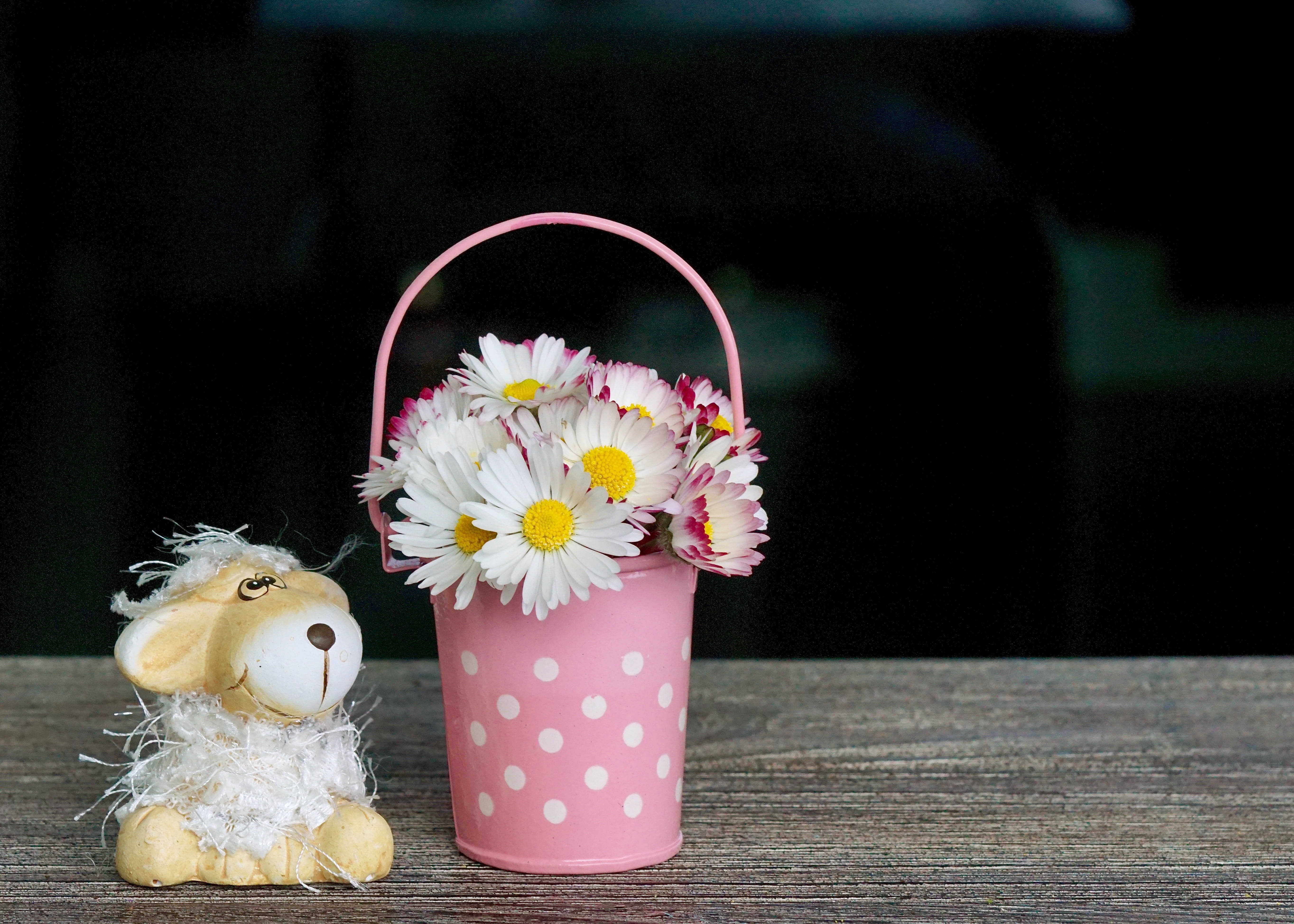 pink polka-dot bucket, white daisies, fluffy sheep figurine, 5K Desktop Wallpaper