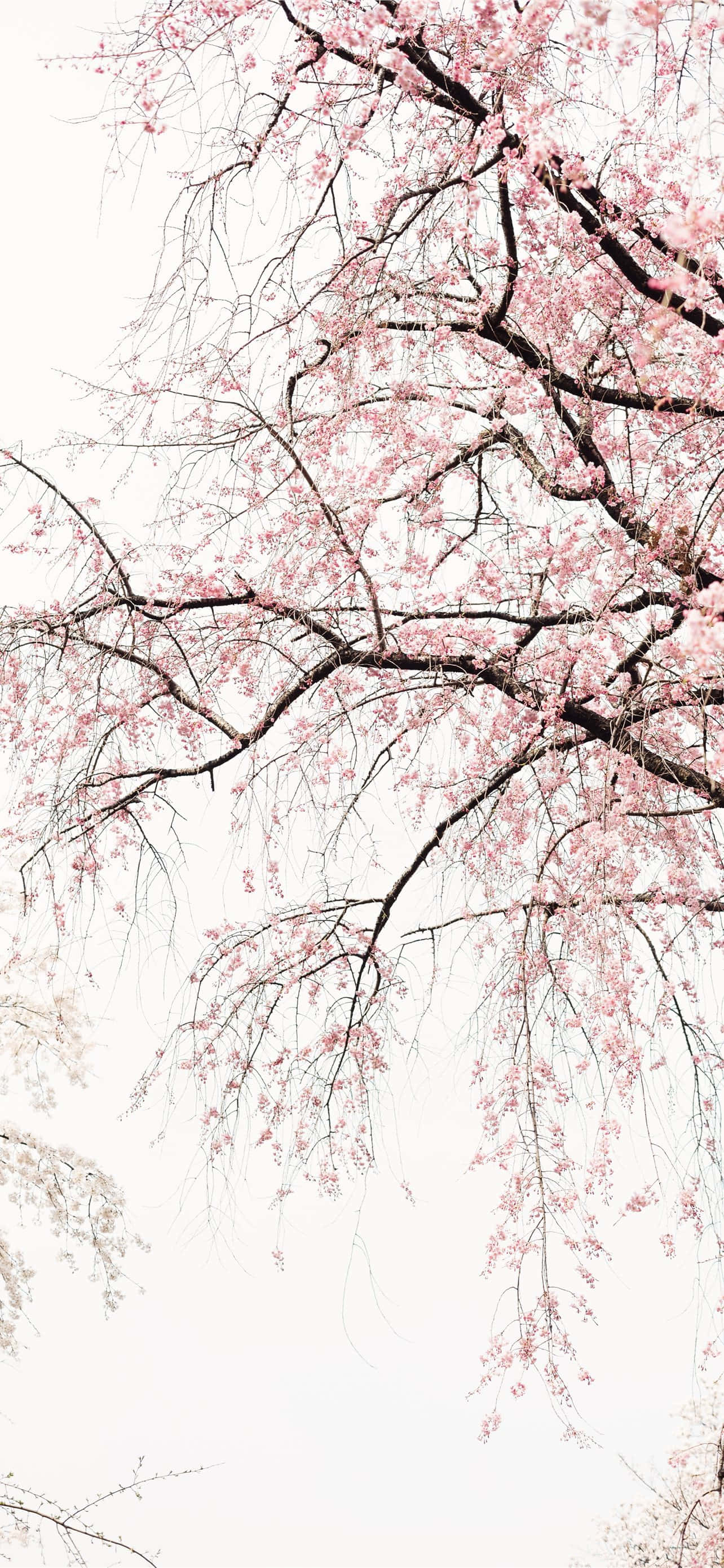 pink cherry blossoms, dark branches, soft white sky, 2K Phone Wallpaper