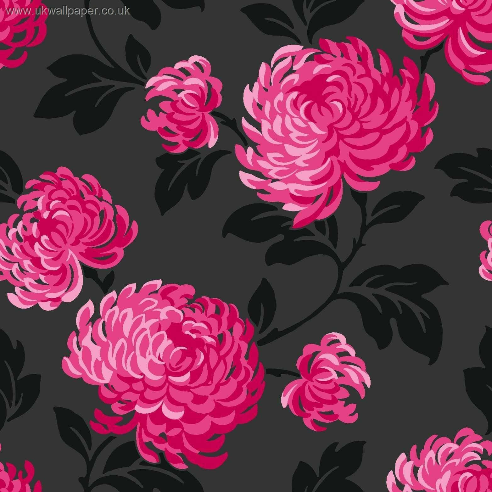 pink chrysanthemums, layered petals, bold black leaves, HD Desktop Wallpaper
