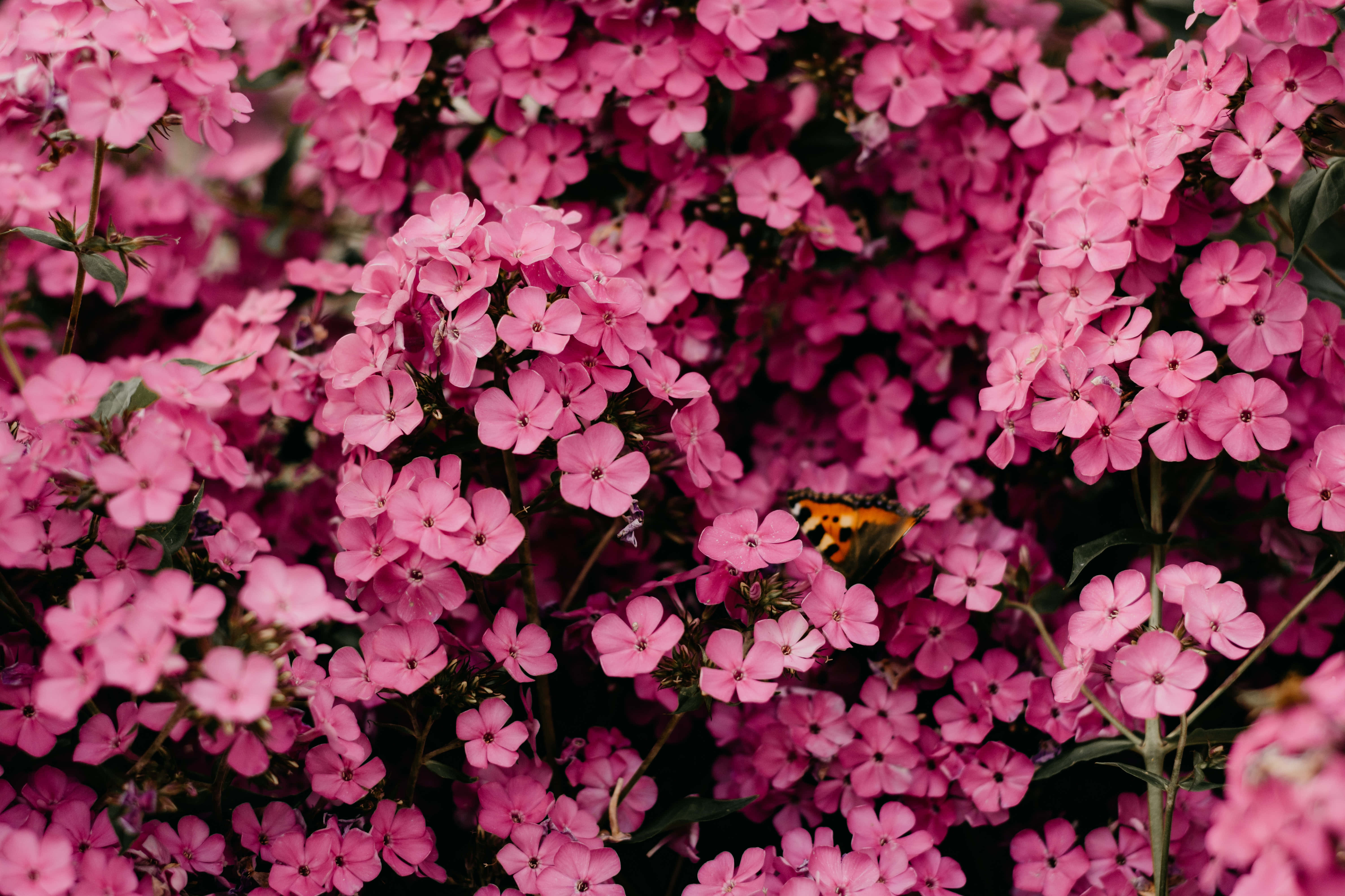 Pink Black, phlox flowers, orange and black wings, 5K Desktop Wallpaper