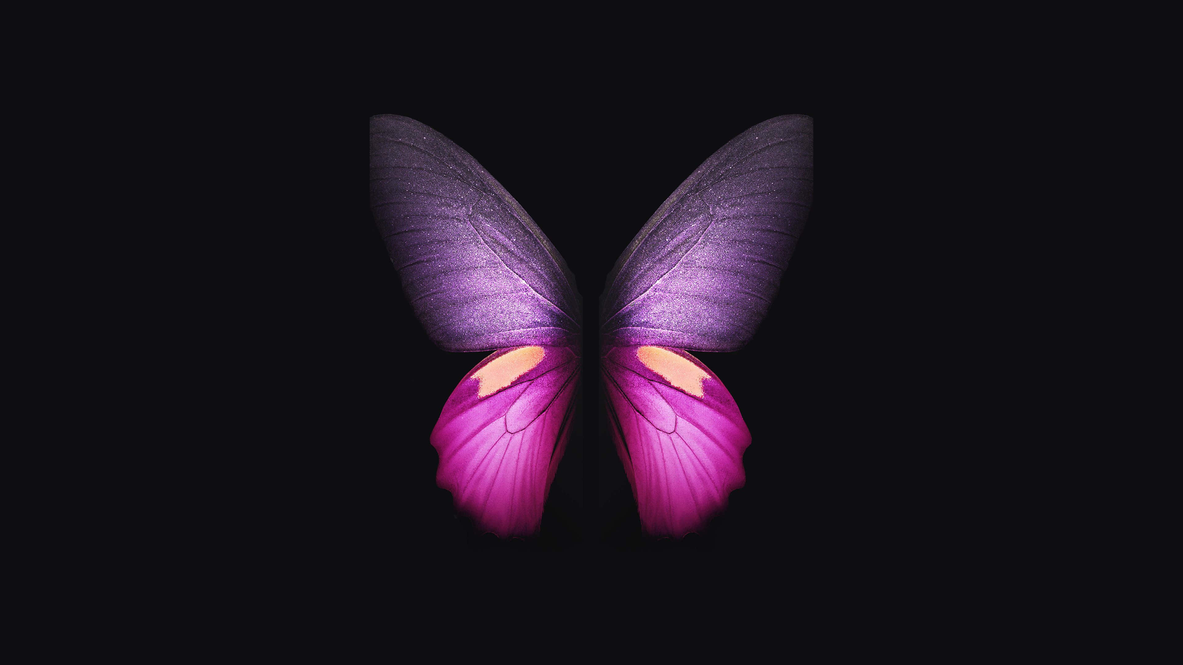 Pink Black, vibrant purple, pink butterfly, 4K Desktop Wallpaper