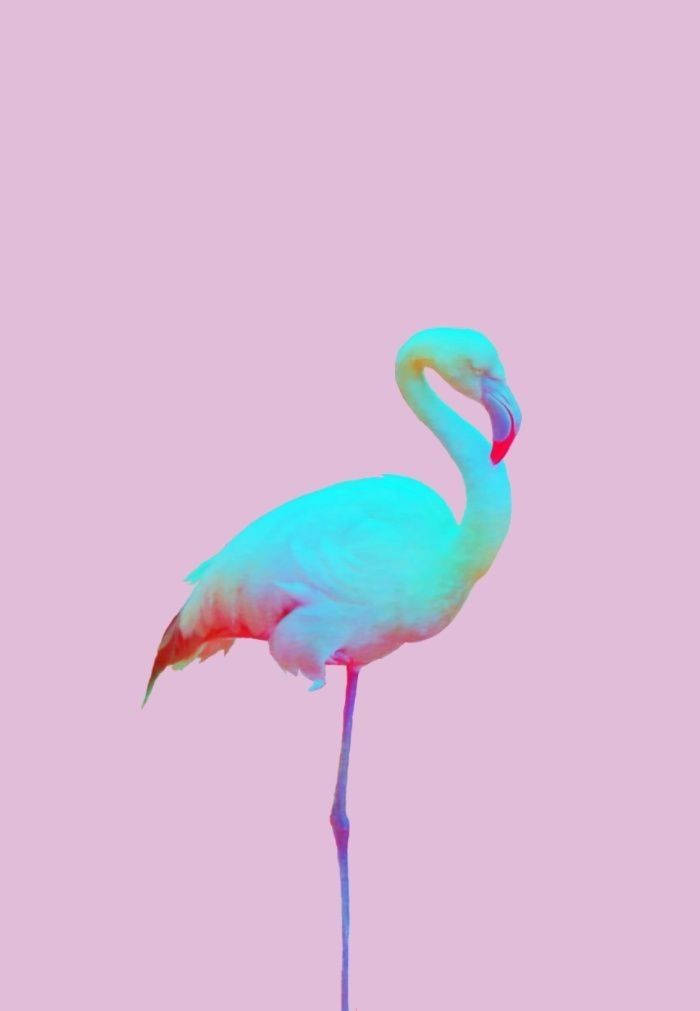 blue flamingo, pastel pink, cyan, SD Phone Wallpaper