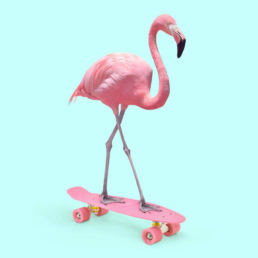 pink flamingo, pink skateboard, mint green background, SD Desktop Wallpaper