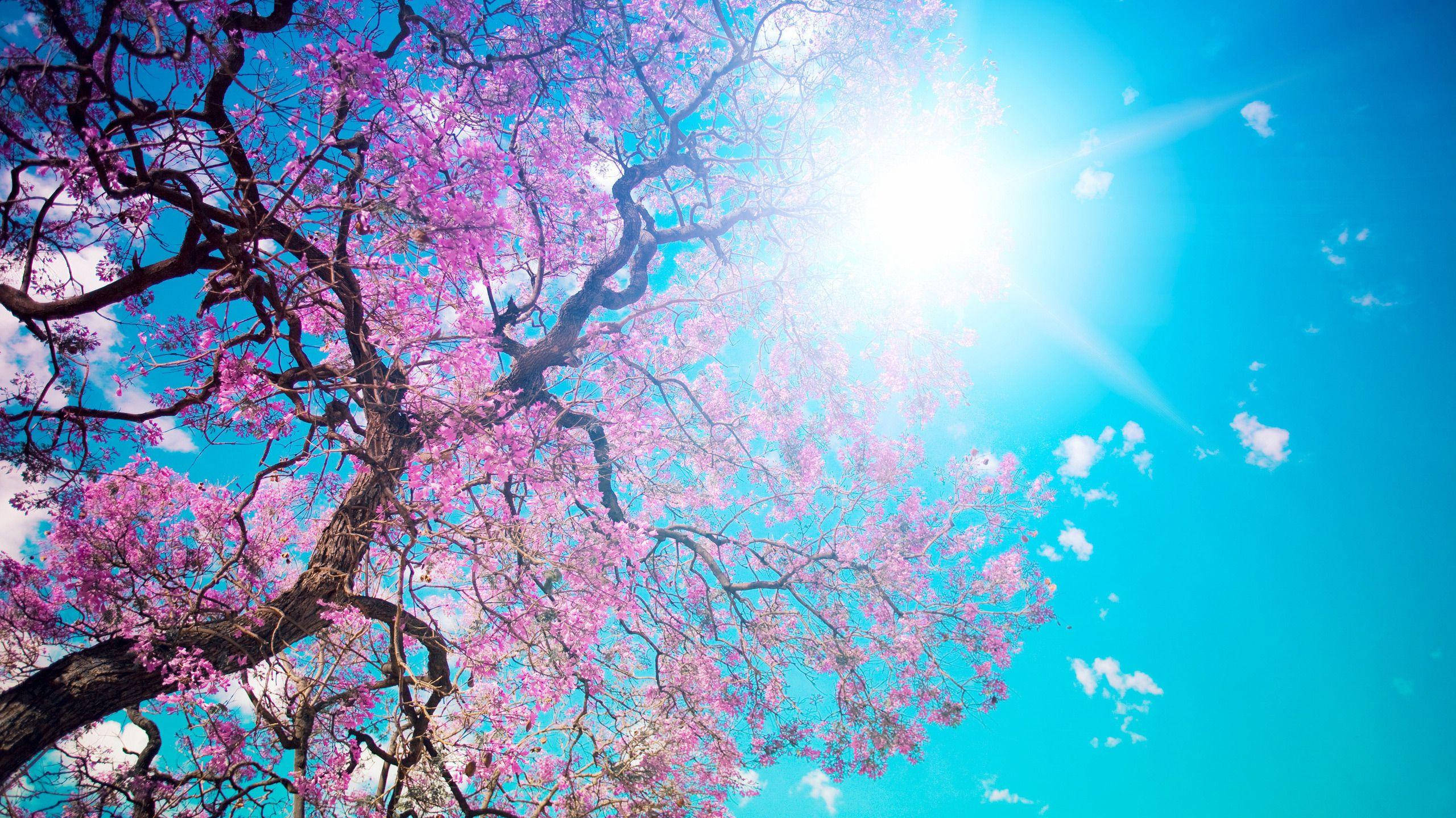 pink cherry blossom tree, blue sky, sun, 2K Desktop Wallpaper