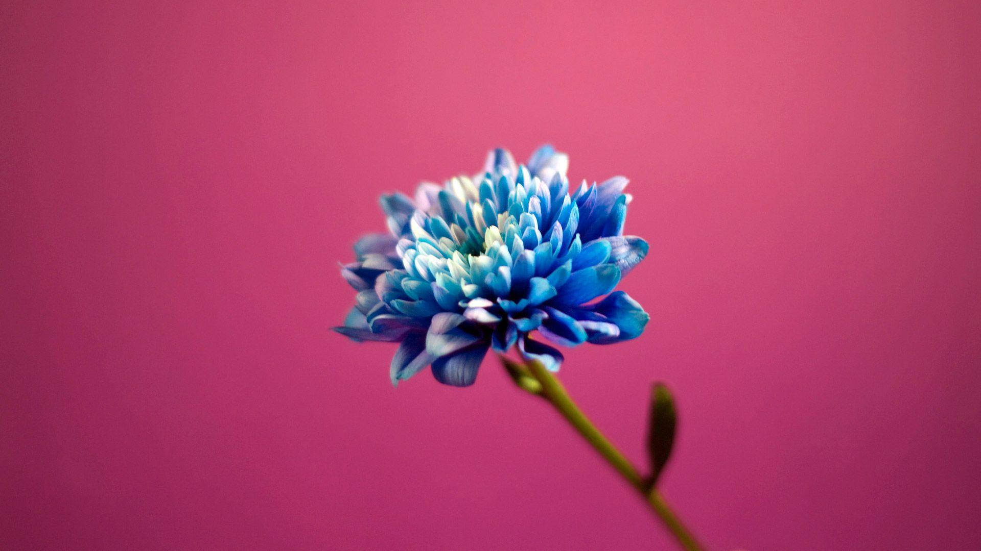 blue chrysanthemum, white center, vivid pink background, Full HD Desktop Wallpaper