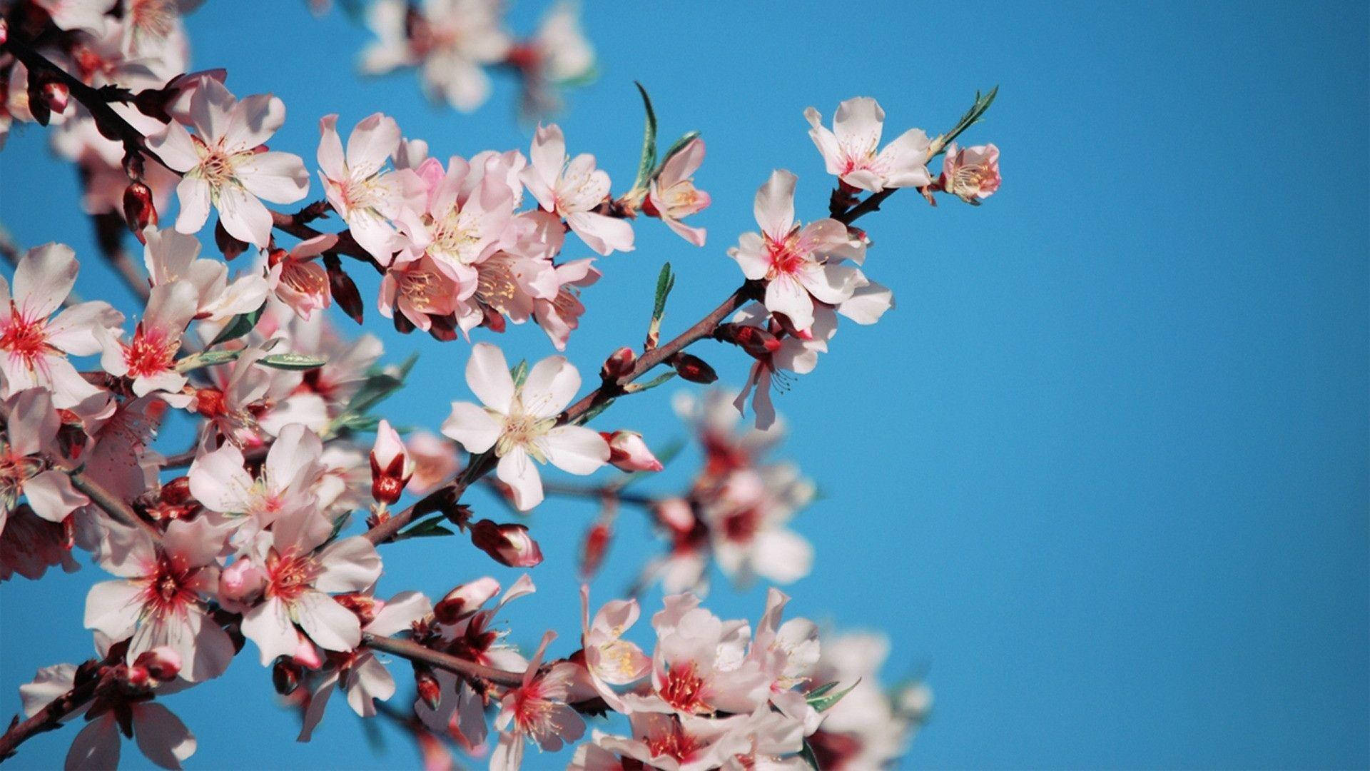 Pink Cherry Blossoms, blue sky, spring scene, Full HD Desktop Wallpaper