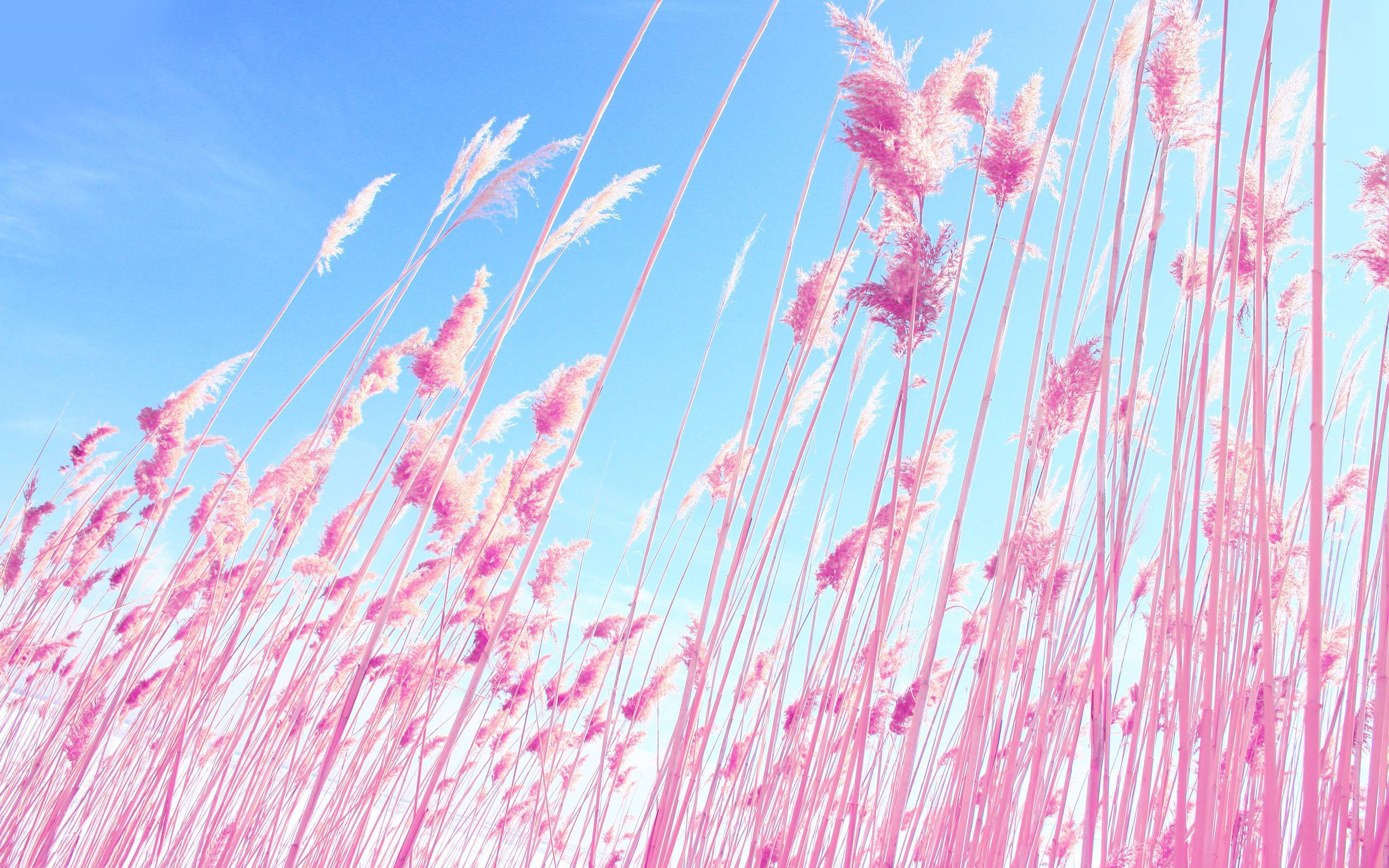 pink pampas grass, clear blue sky, vibrant spring field, 2K Desktop Wallpaper