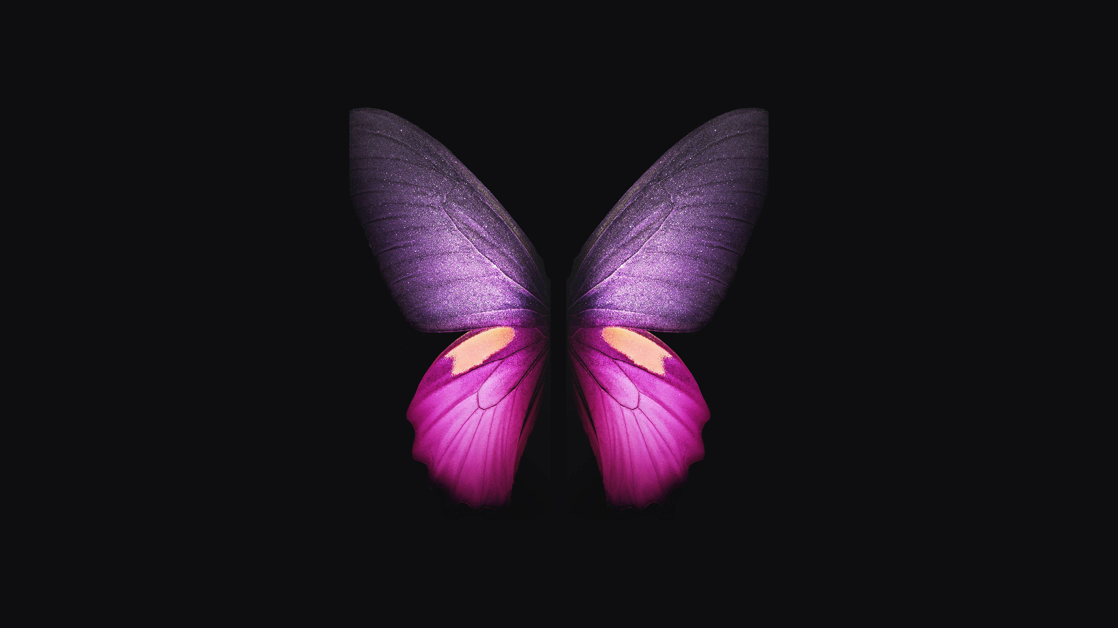 purple and pink butterfly, glowing wings, pure black background, 4K Desktop Wallpaper