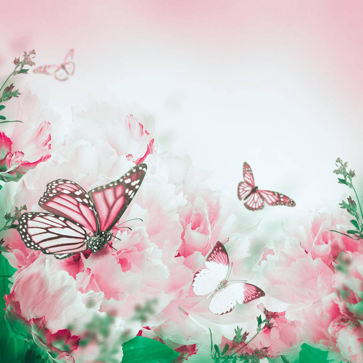 pink and white peonies, delicate butterflies with pink and black wings, glowing white, HD Desktop Wallpaper