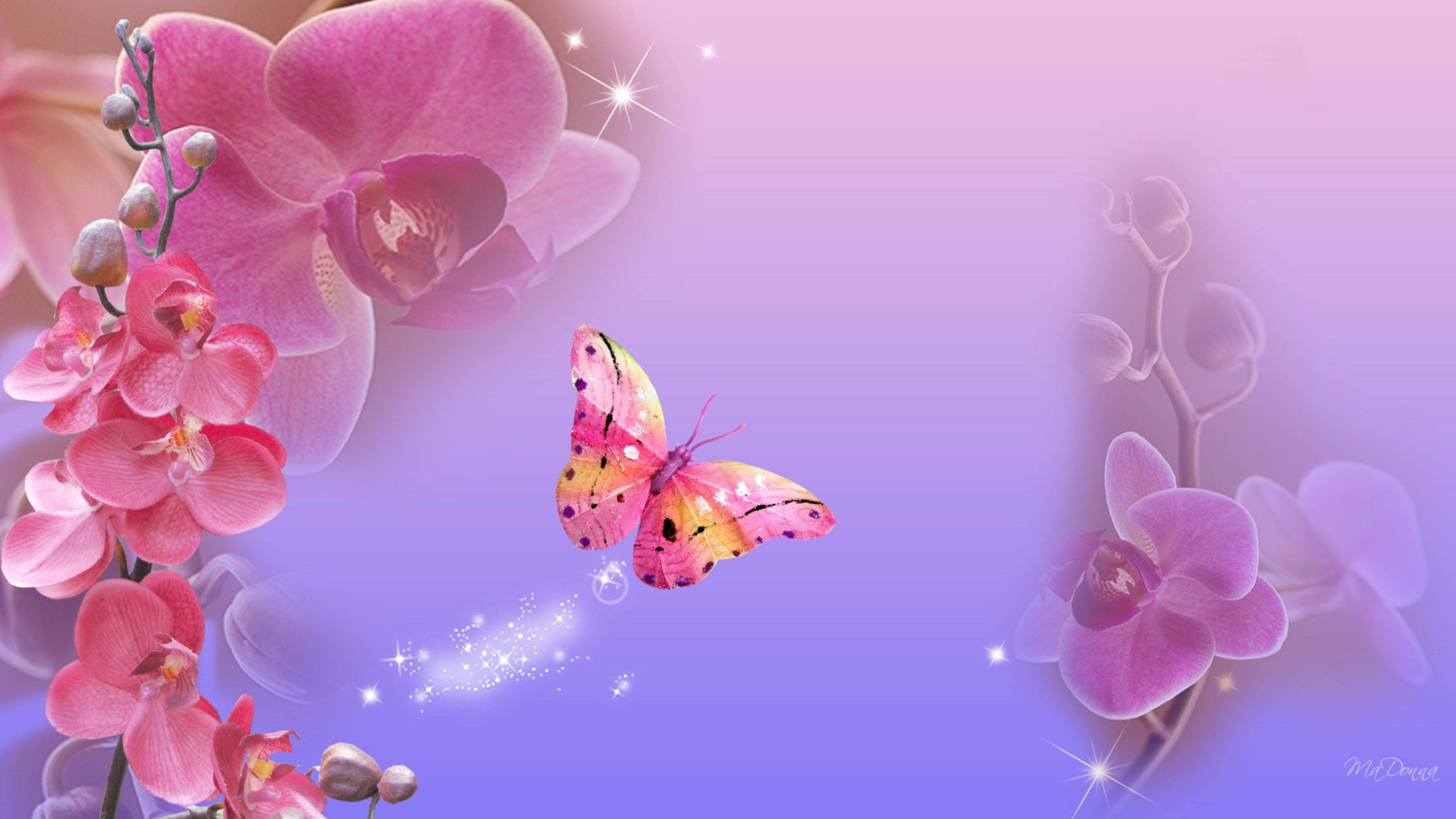Pink Butterfly, orange accents, blooming orchids, 4K Desktop Wallpaper