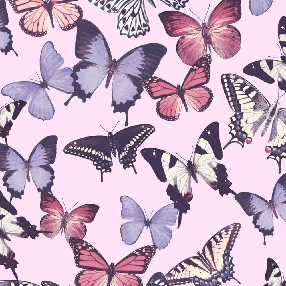 pink butterfly, purple, black, SD Desktop Wallpaper