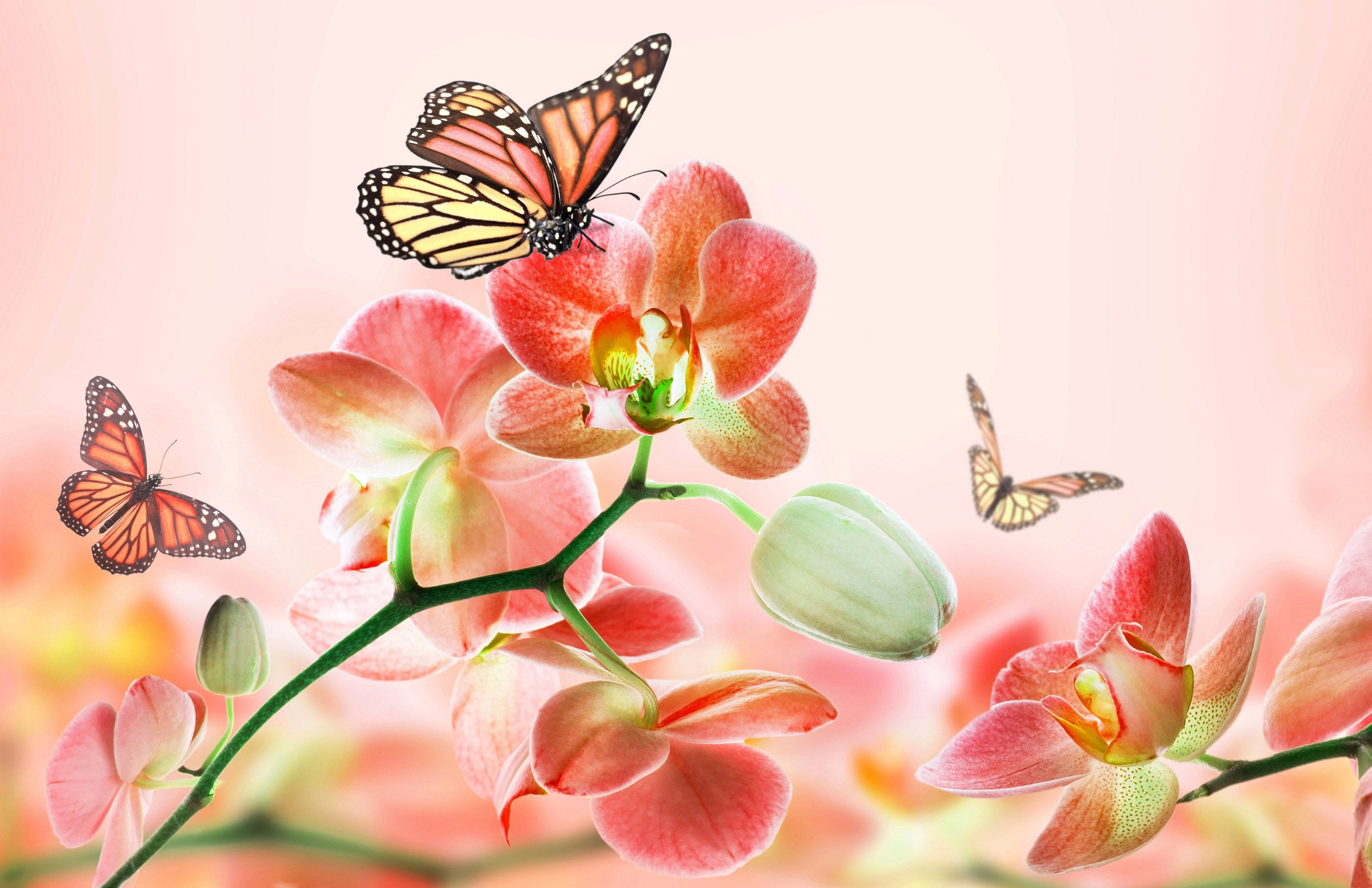 pink orchids, monarch butterflies, delicate petals, 4K Desktop Wallpaper