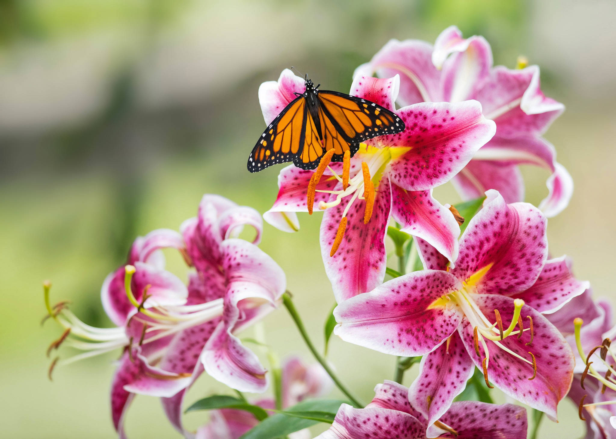 monarch butterfly, pink lilies, speckled petals, Full HD Desktop Wallpaper