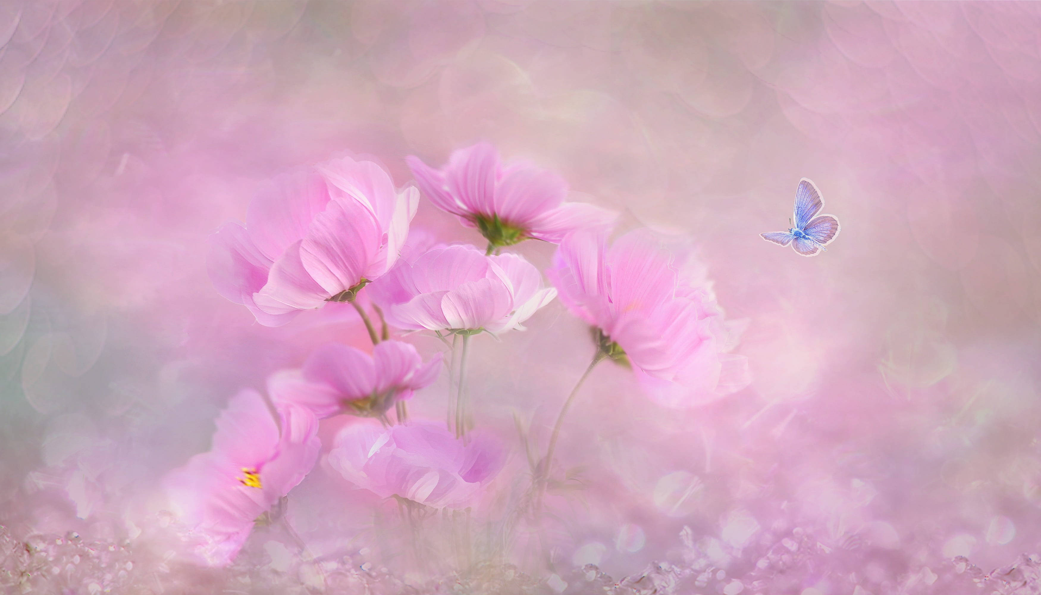 blue butterfly, pink cosmos flowers, dreamy pastel bokeh background, 2K Desktop Wallpaper
