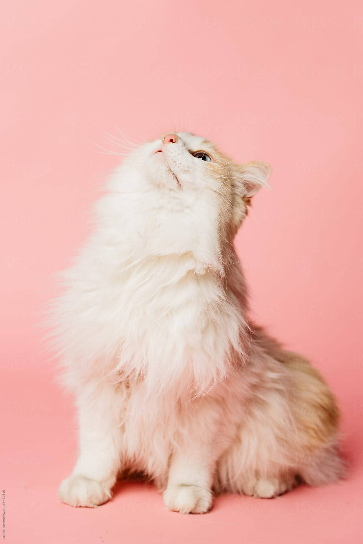 Pink Cat, fluffy white cat, light brown patches, HD Phone Wallpaper