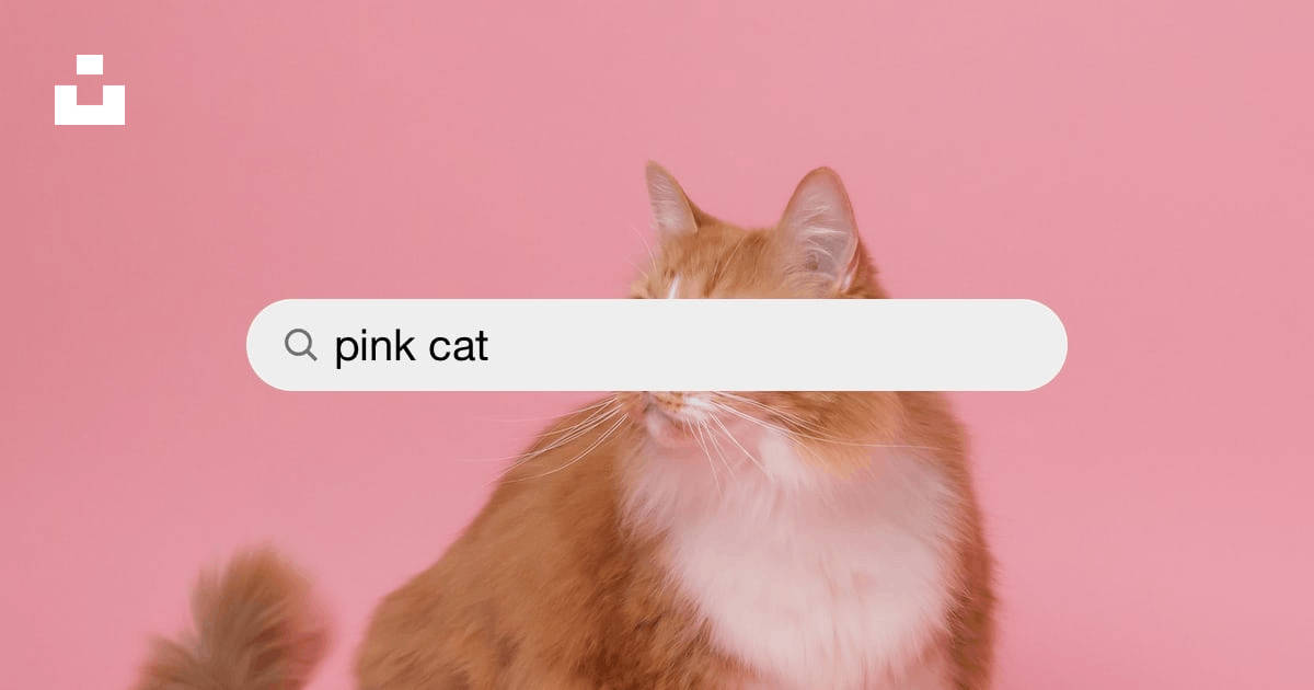 Pink Cat, fluffy ginger cat, white chest, SD Desktop Wallpaper