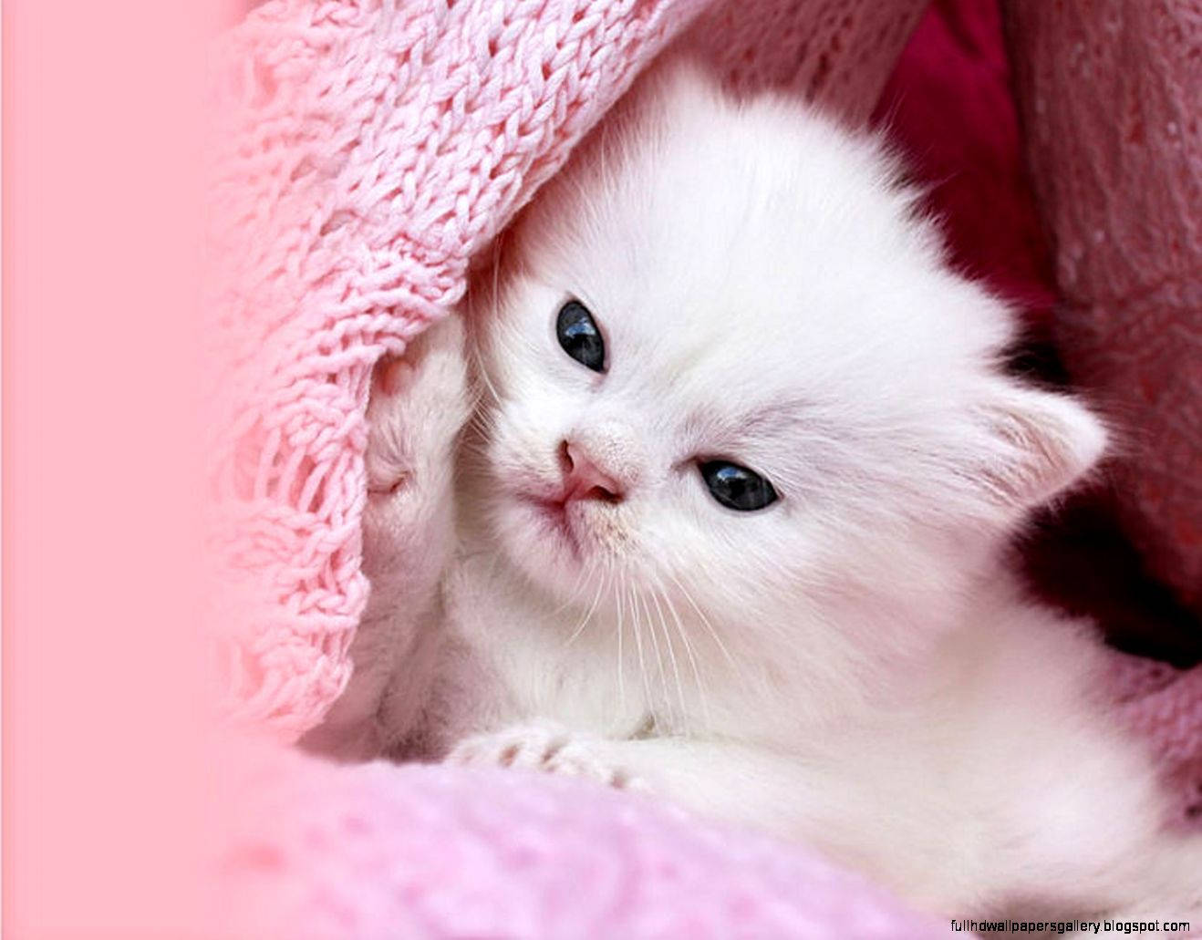 pink cat, fluffy white kitten, soft pink knitted blanket, HD Desktop Wallpaper