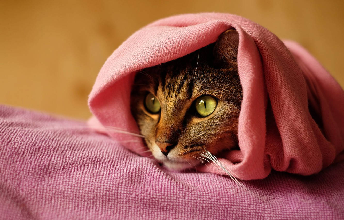 Pink Cat, tabby cat, bright green eyes, HD Desktop Wallpaper