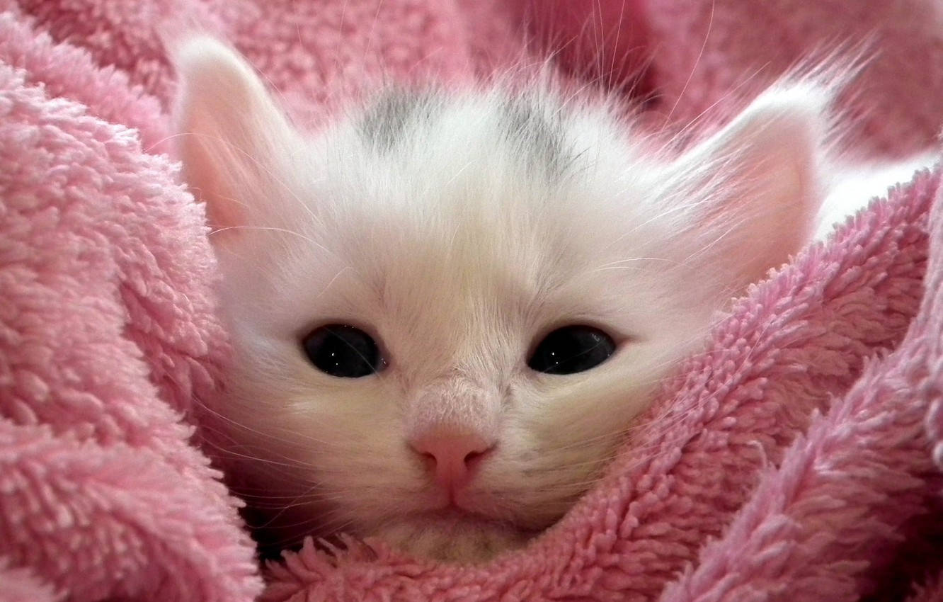 pink cat, tiny white kitten, dark eyes, HD Desktop Wallpaper