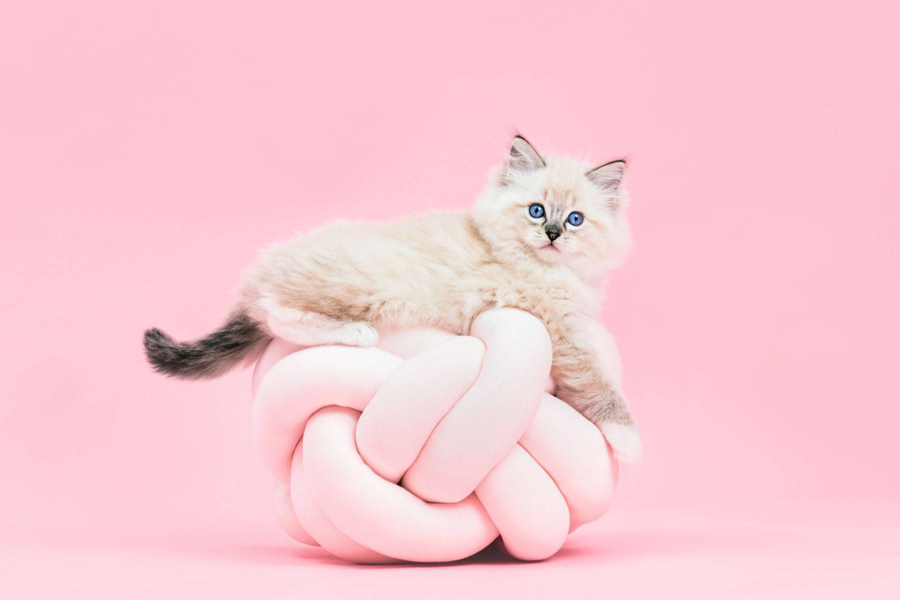 Pink Cat, fluffy cream kitten, blue eyes, HD Desktop Wallpaper