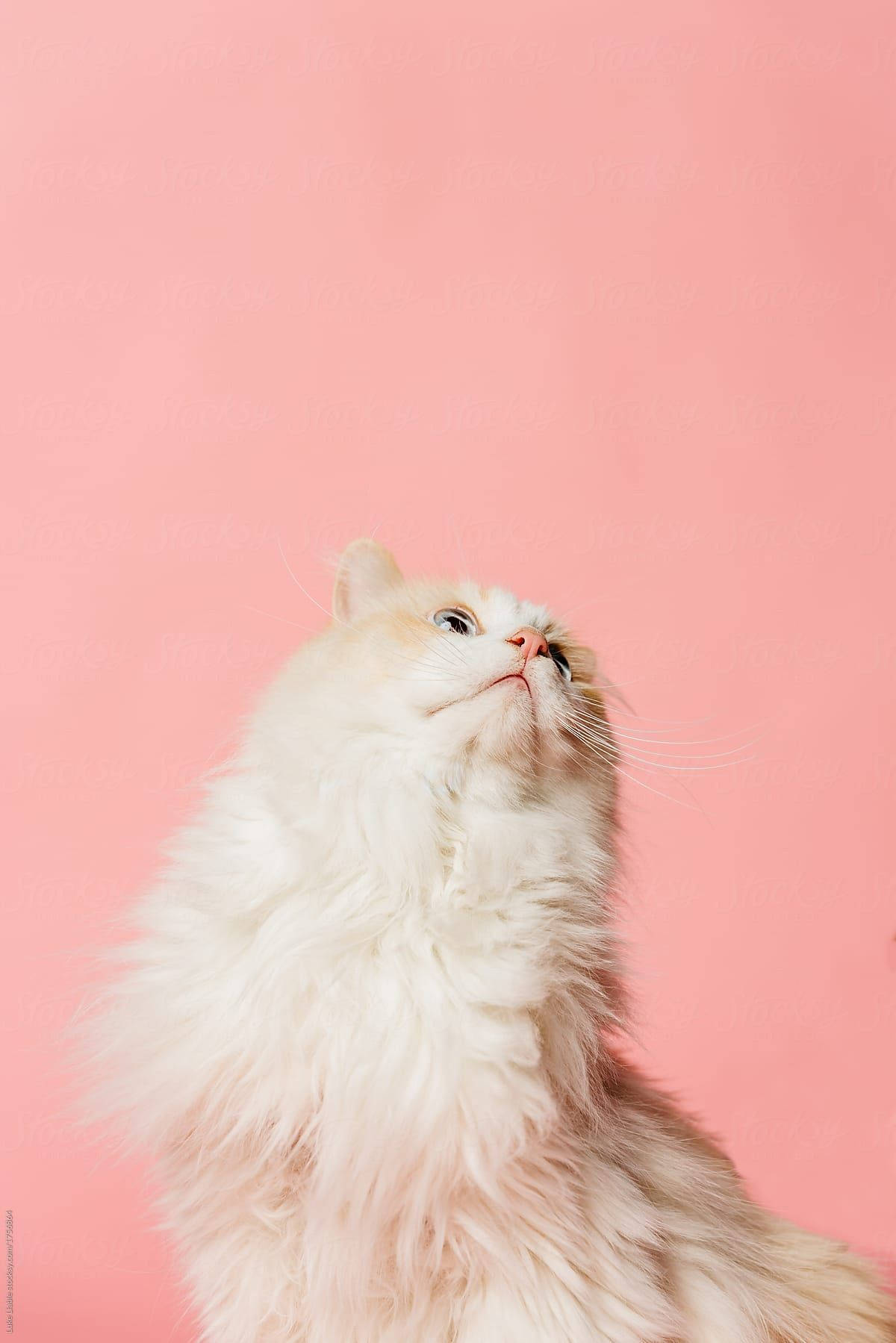 pink cat, white cat, soft pink background, HD Phone Wallpaper