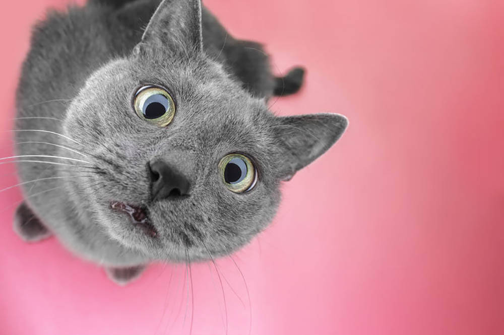 Pink Cat, golden eyes, gray cat, SD Desktop Wallpaper