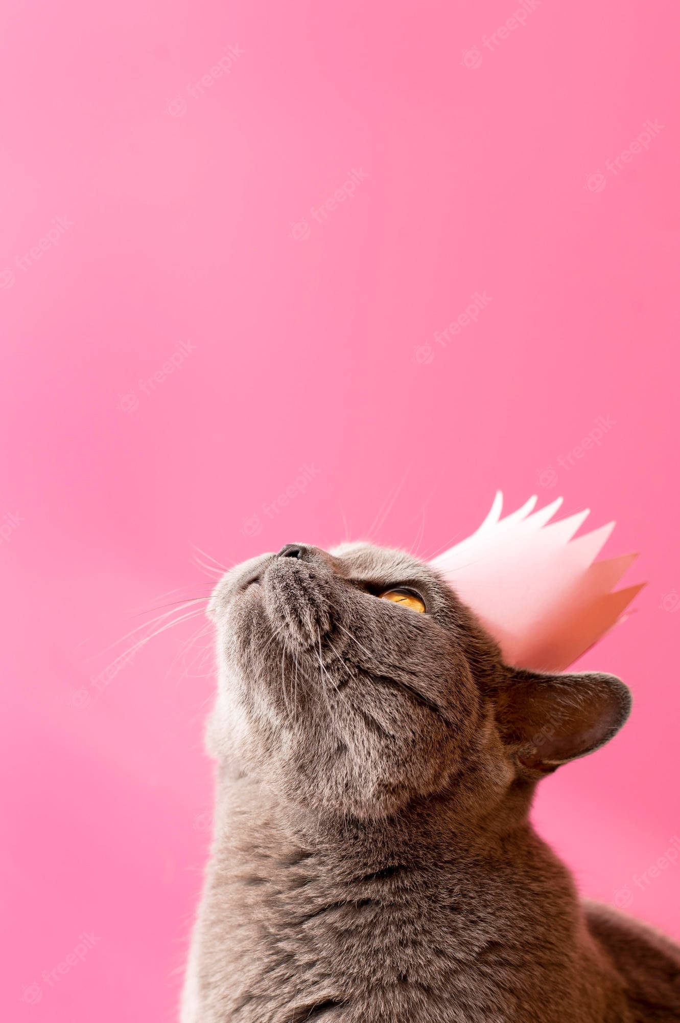 Pink Cat, pink paper crown, gray cat, Full HD Phone Wallpaper