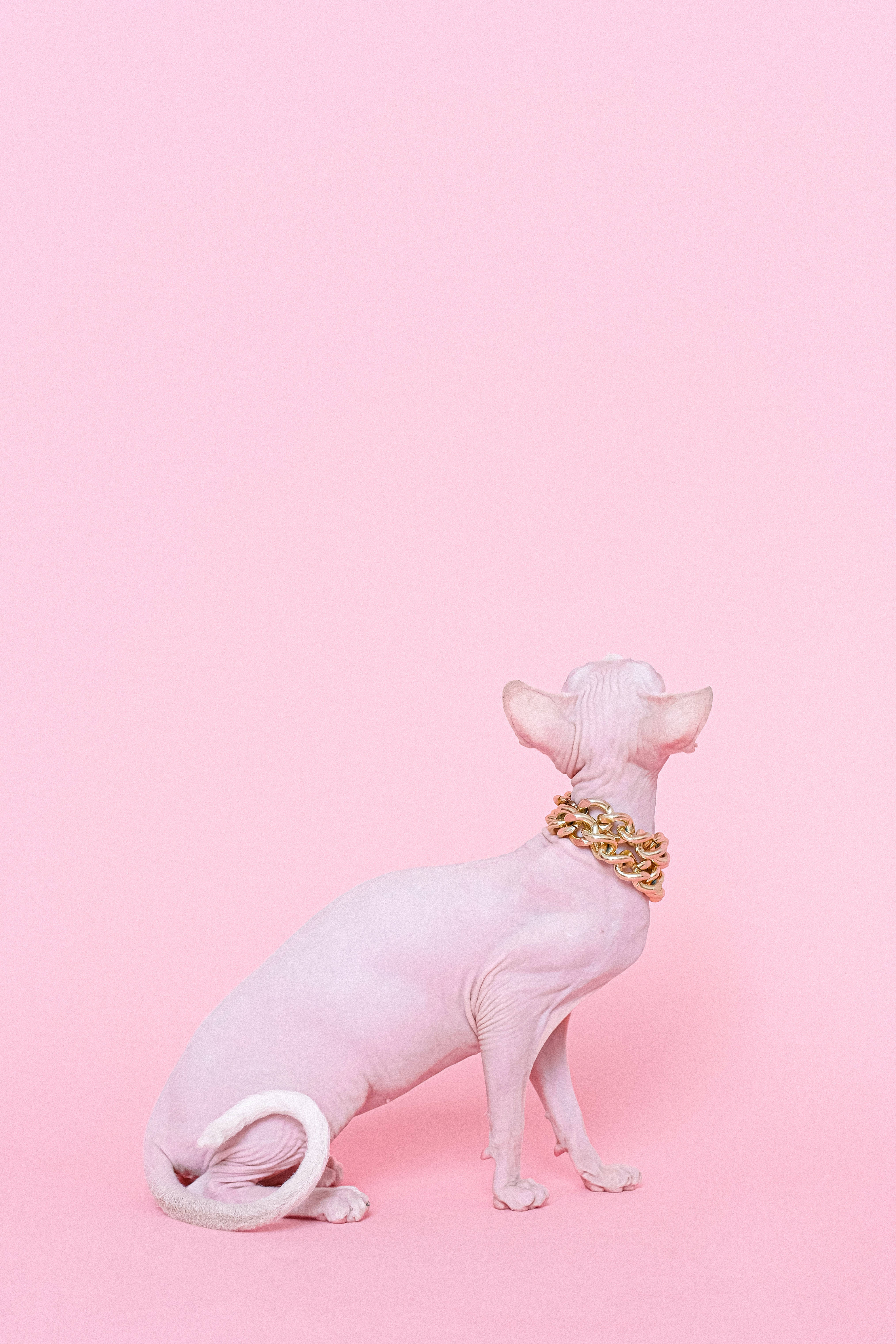 pink cat, sphynx cat, soft pink backdrop, 5K Phone Wallpaper