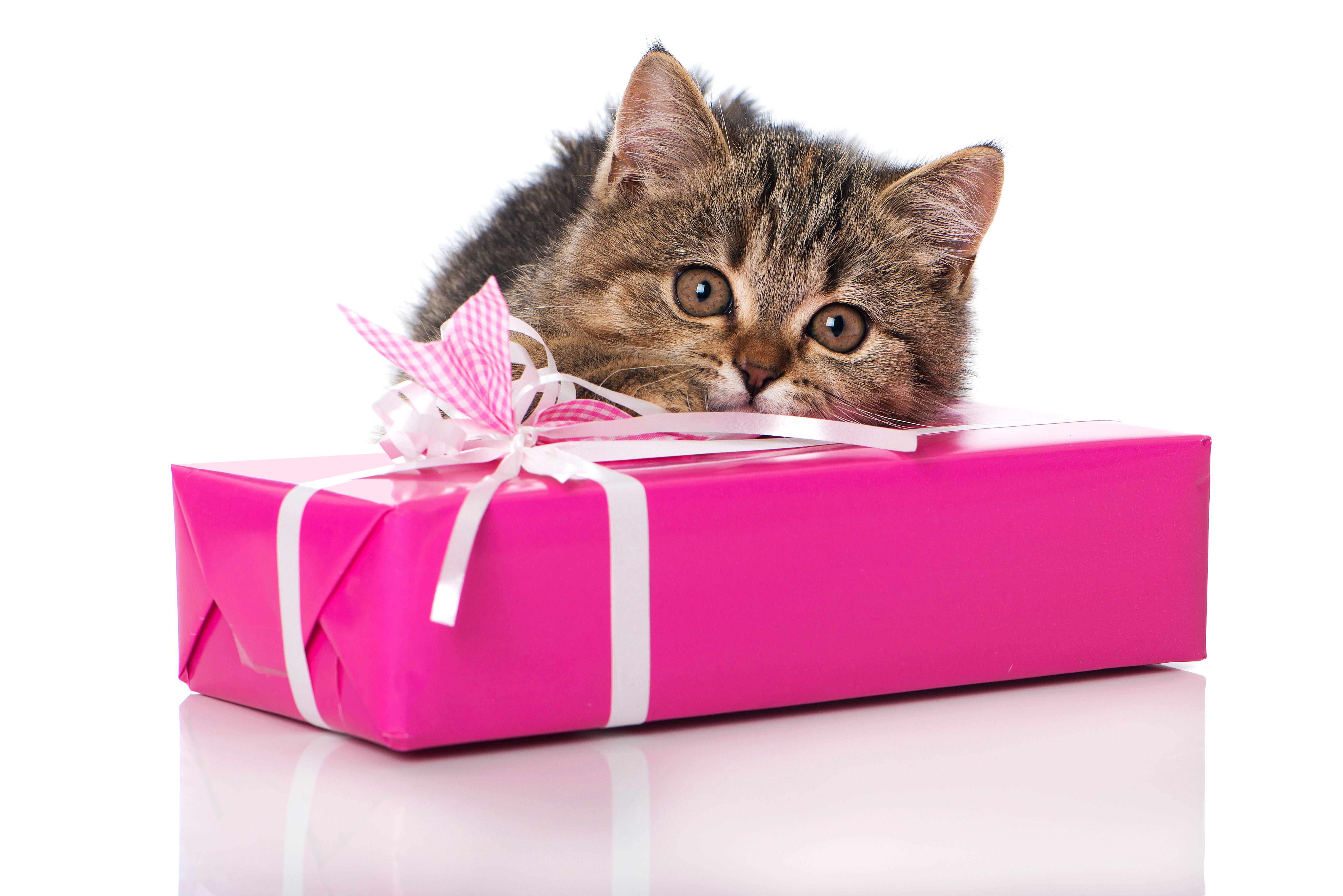 Pink Cat, tabby kitten, bright pink gift box, 5K Desktop Wallpaper