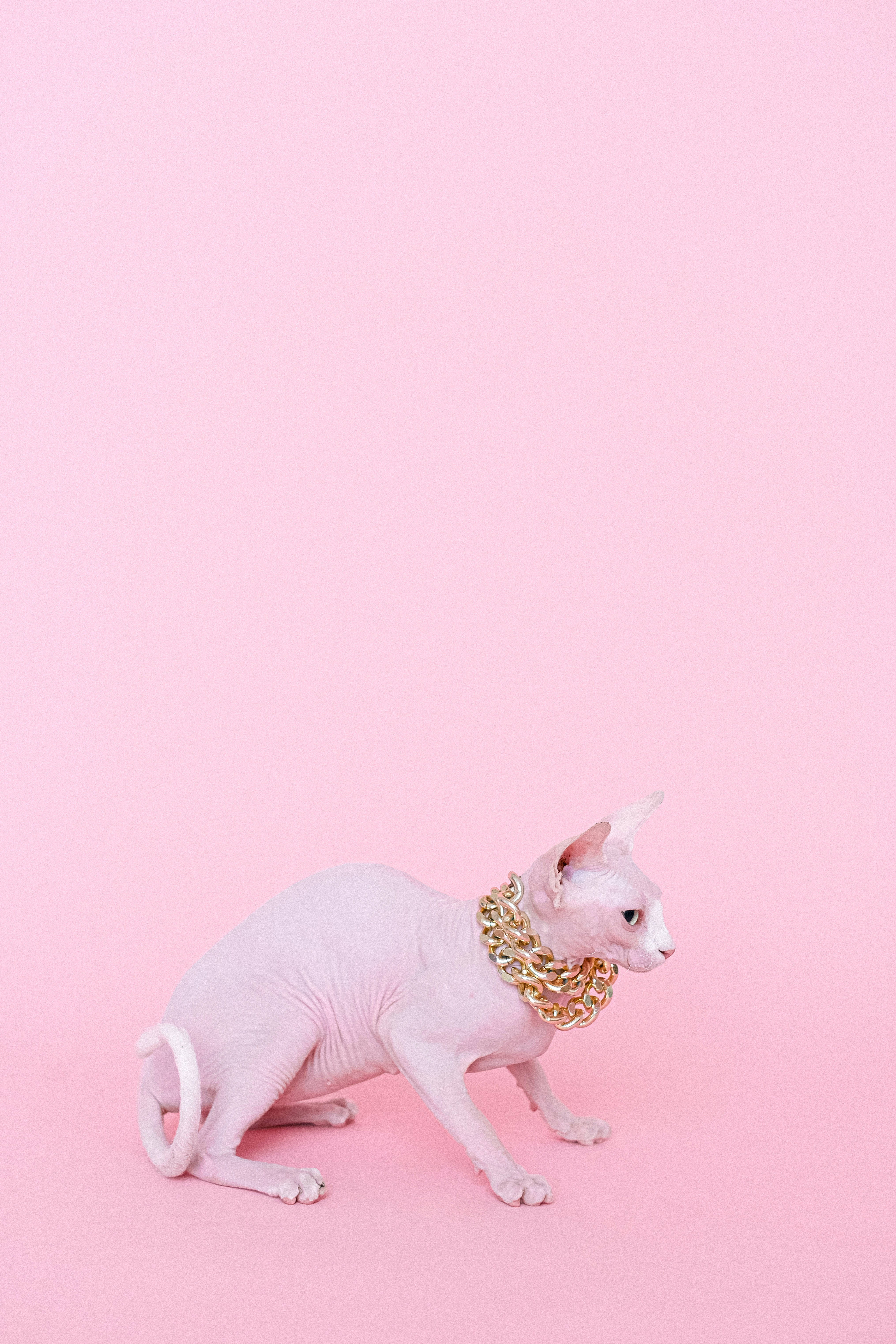 pink cat, gold chain necklace, pastel pink background, 5K Phone Wallpaper