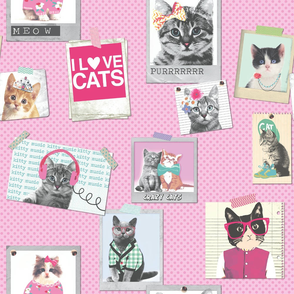 pink cat, pink polka dot background, cute cats, SD Desktop Wallpaper