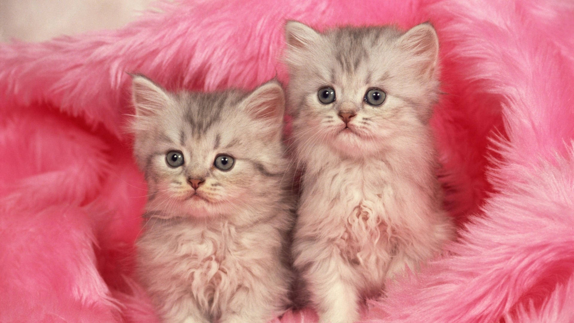 Pink Cat, fluffy silver tabby kittens, wide blue eyes, Full HD Desktop Wallpaper