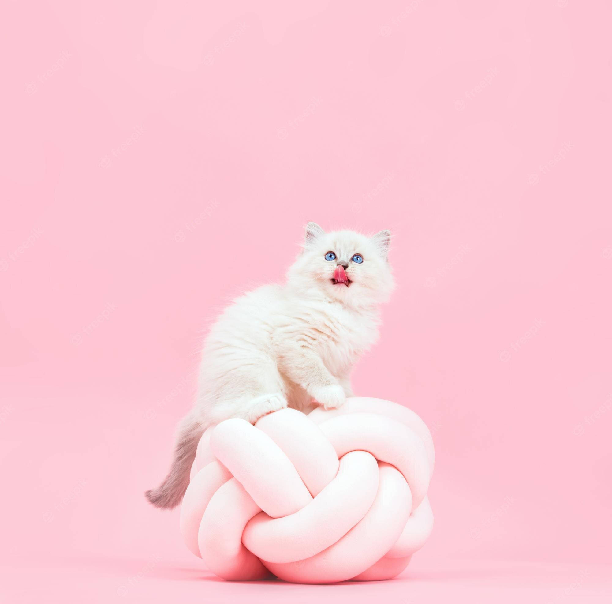 pink cat 2000 x 1973, white kitten, blue eyes, Full HD Desktop Wallpaper