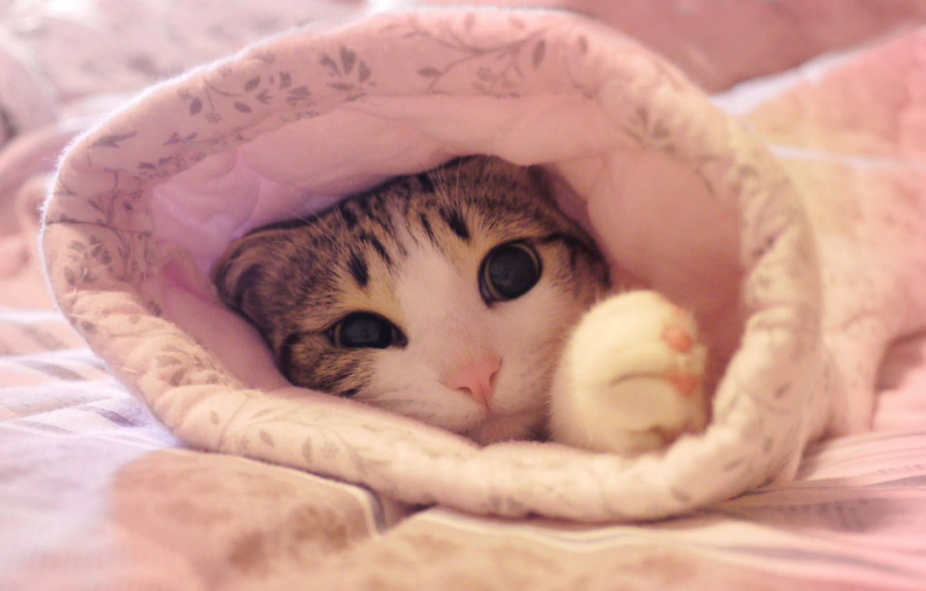 pink cat, tabby cat, soft pink floral blanket, HD Desktop Wallpaper
