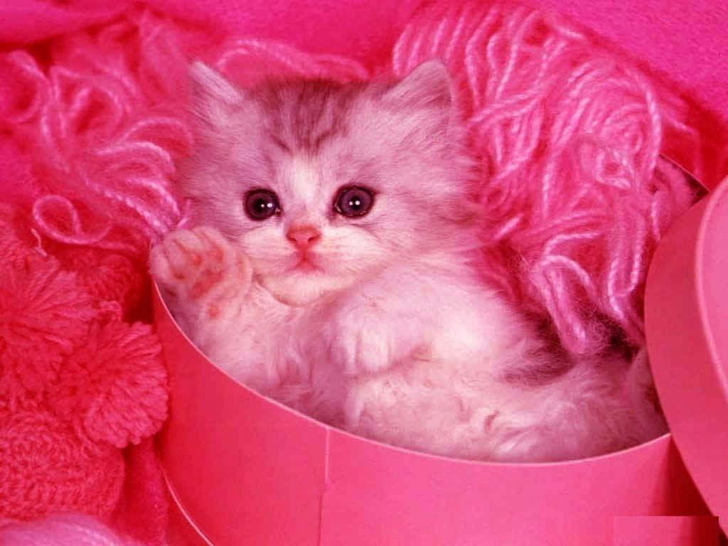 fluffy silver kitten, wide dark eyes, pink box, SD Desktop Wallpaper