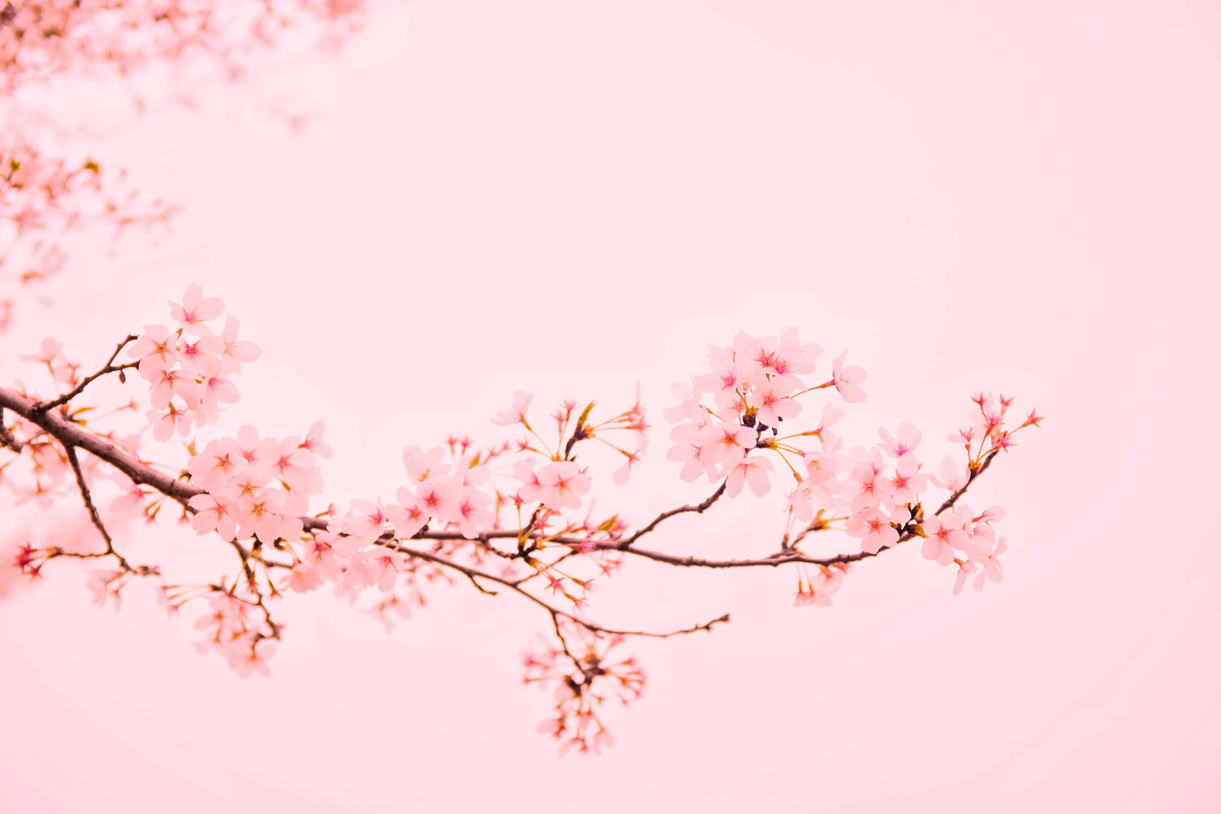 pink cherry blossoms, pastel pink sky, delicate branch, 4K Desktop Wallpaper
