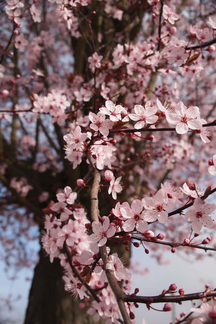 pink cherry blossom, dark branches, soft blue sky, SD Phone Wallpaper