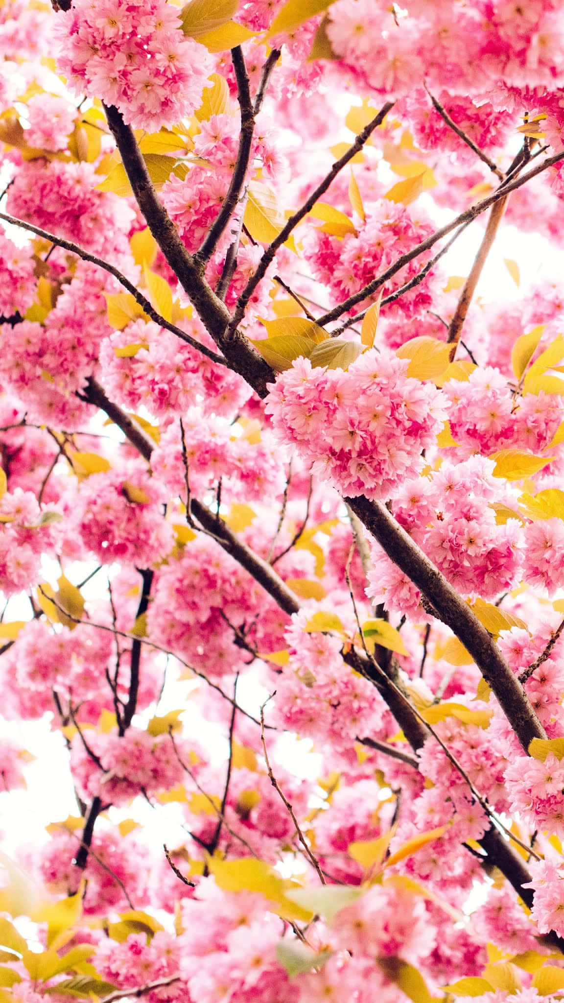 pink cherry blossoms, dark branches, bright sky, Full HD Phone Wallpaper