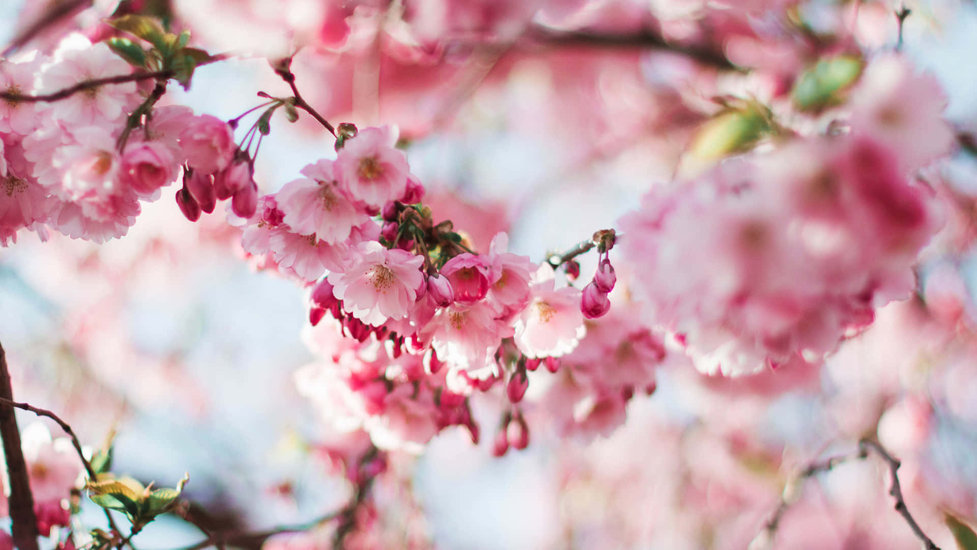 pink cherry blossom, soft pink cherry blossoms, bloom densely, Full HD Desktop Wallpaper