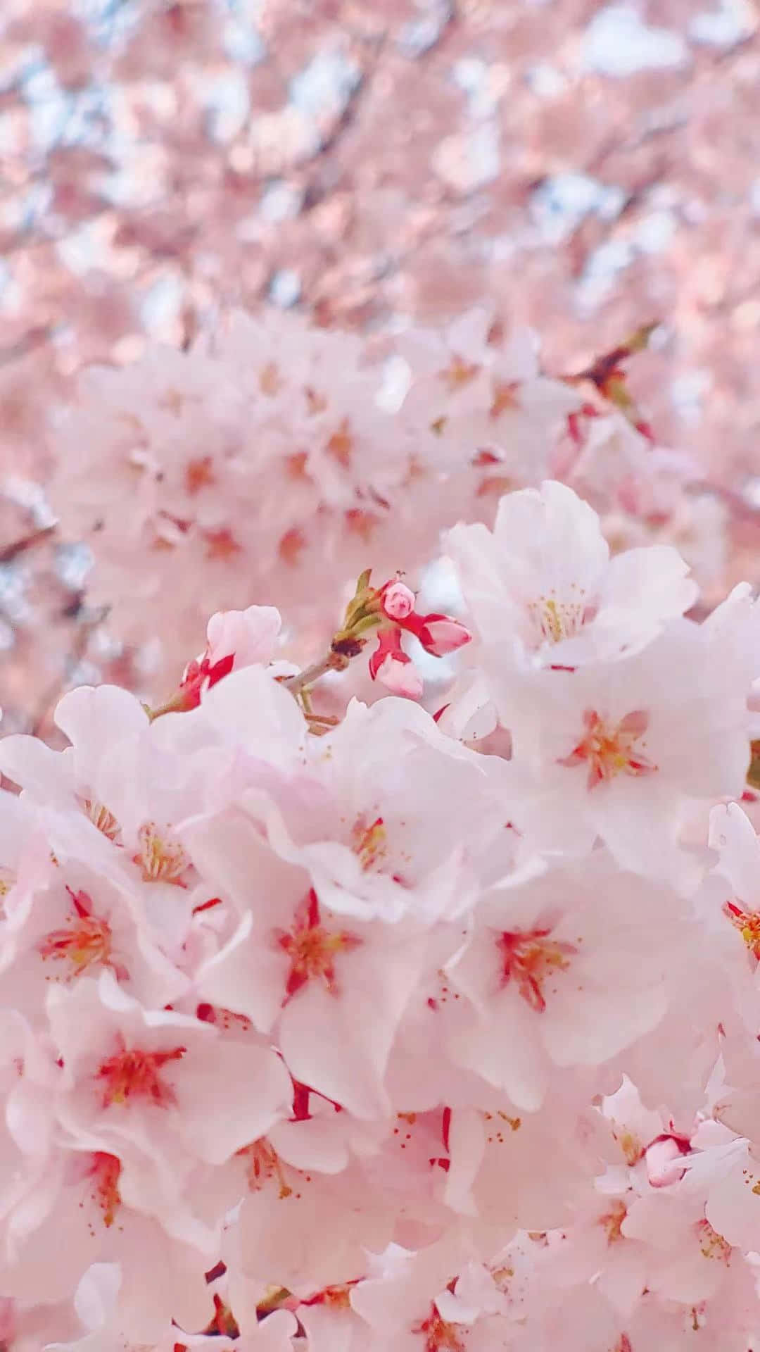 Pink Cherry Blossom, soft pink cherry blossoms, blurred sky, Full HD Phone Wallpaper