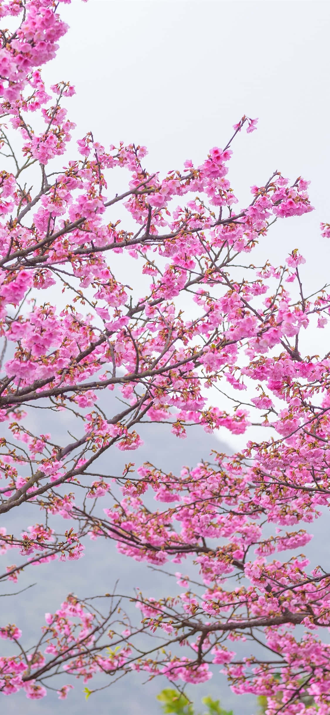 pink cherry blossom, garden, dark branches, Full HD Phone Wallpaper