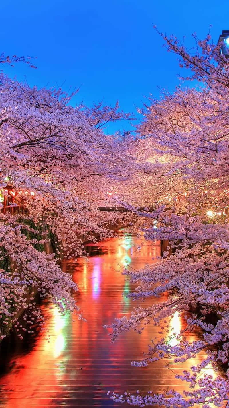 pink cherry blossom, cherry blossom tree, canal, HD Phone Wallpaper