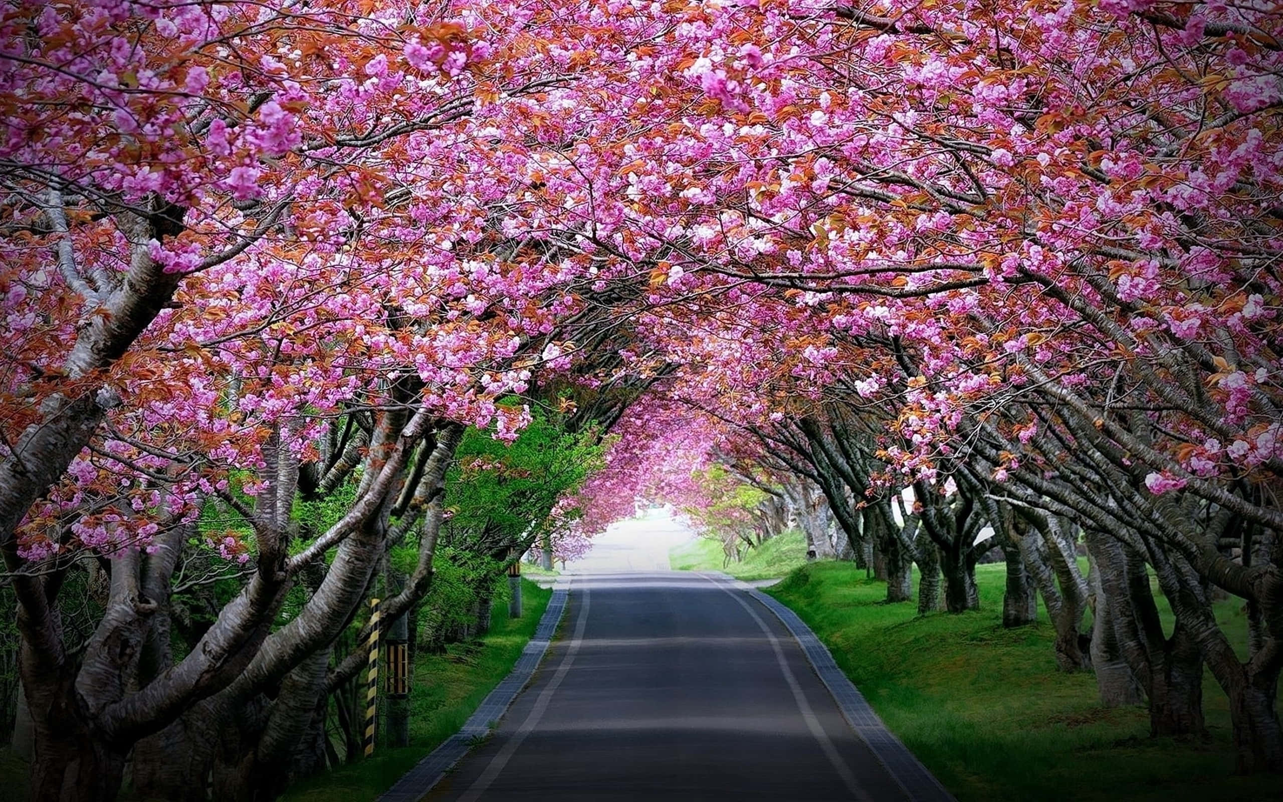 pink cherry blossoms, winding road, spring, 2K Desktop Wallpaper