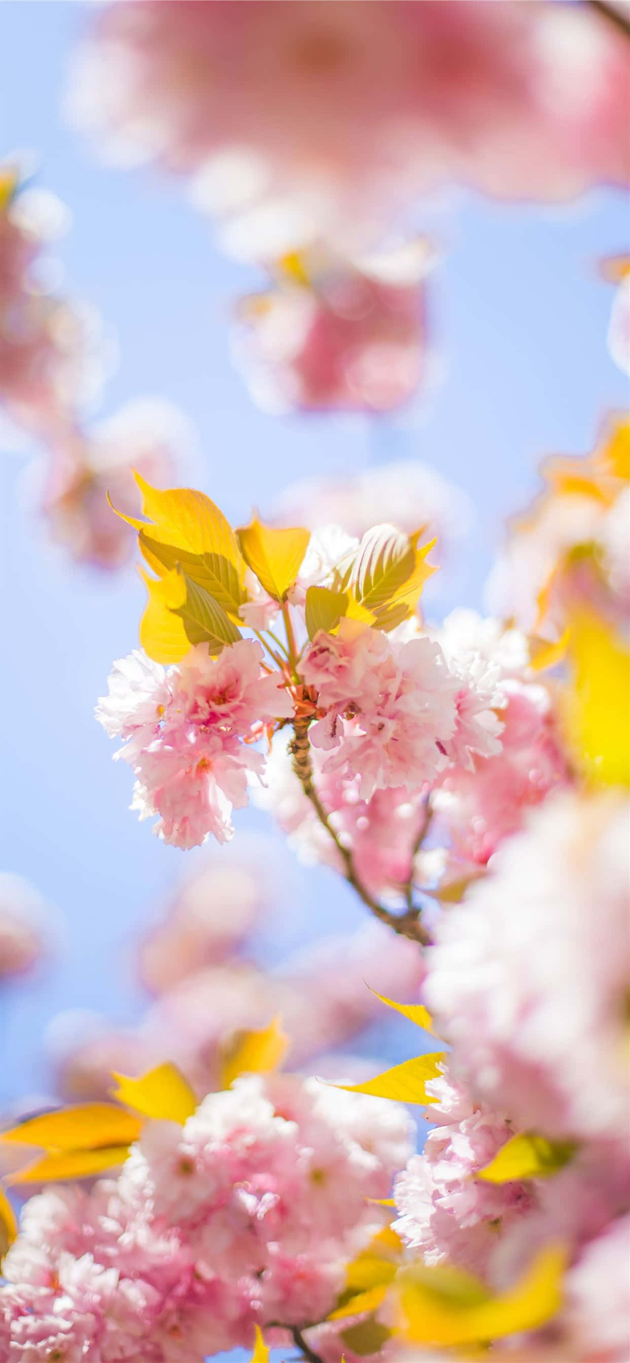 pink cherry blossoms, soft pink cherry blossoms, yellow leaves, 2K Phone Wallpaper