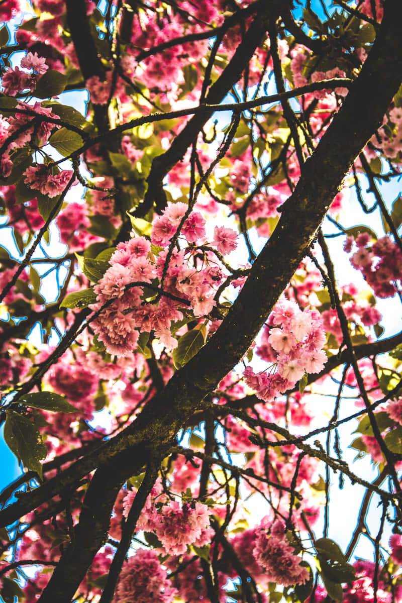 pink cherry blossom, vibrant pink, dark branches, SD Phone Wallpaper