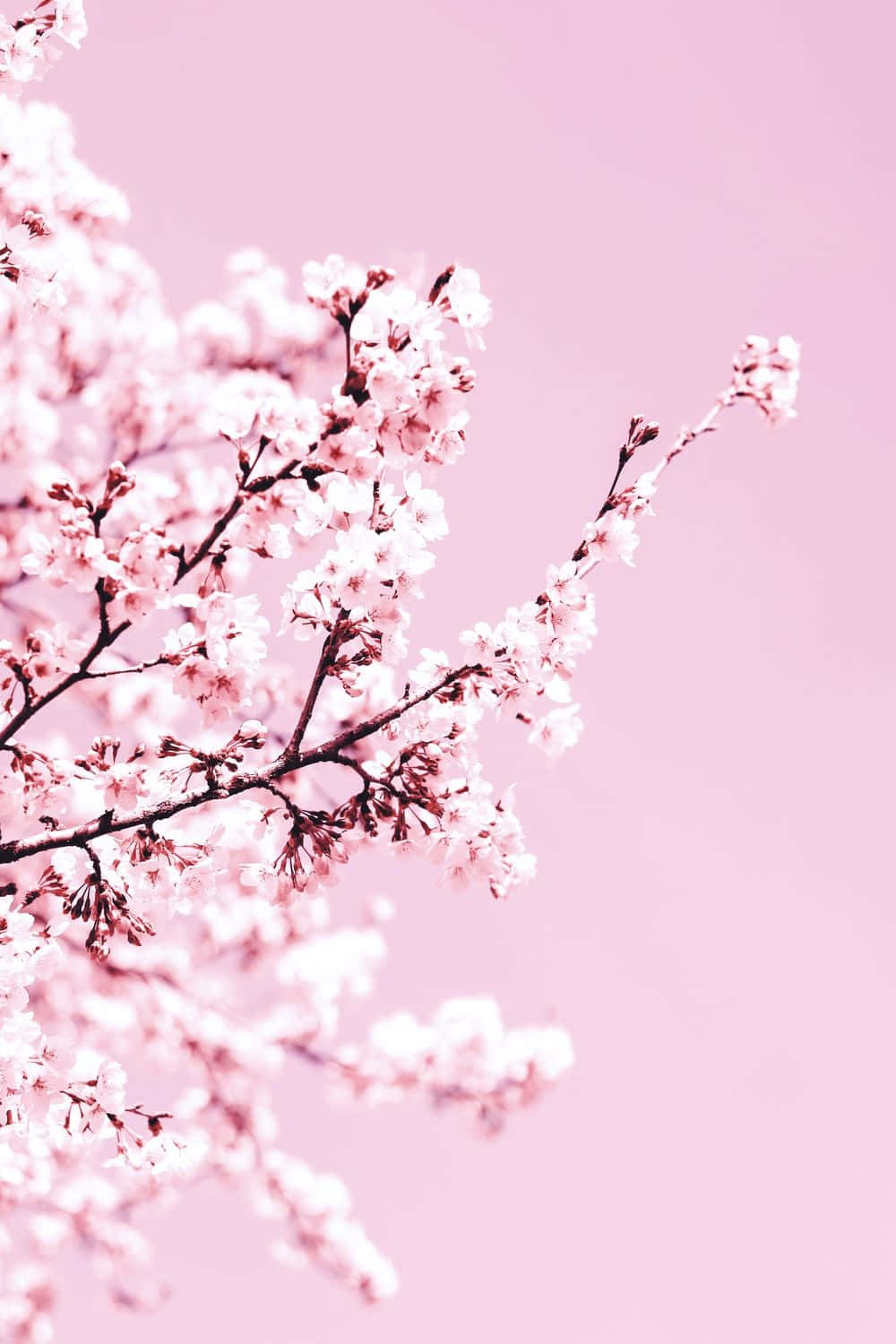Pink Cherry Blossom, pink cherry blossoms, dark branches, HD Phone Wallpaper