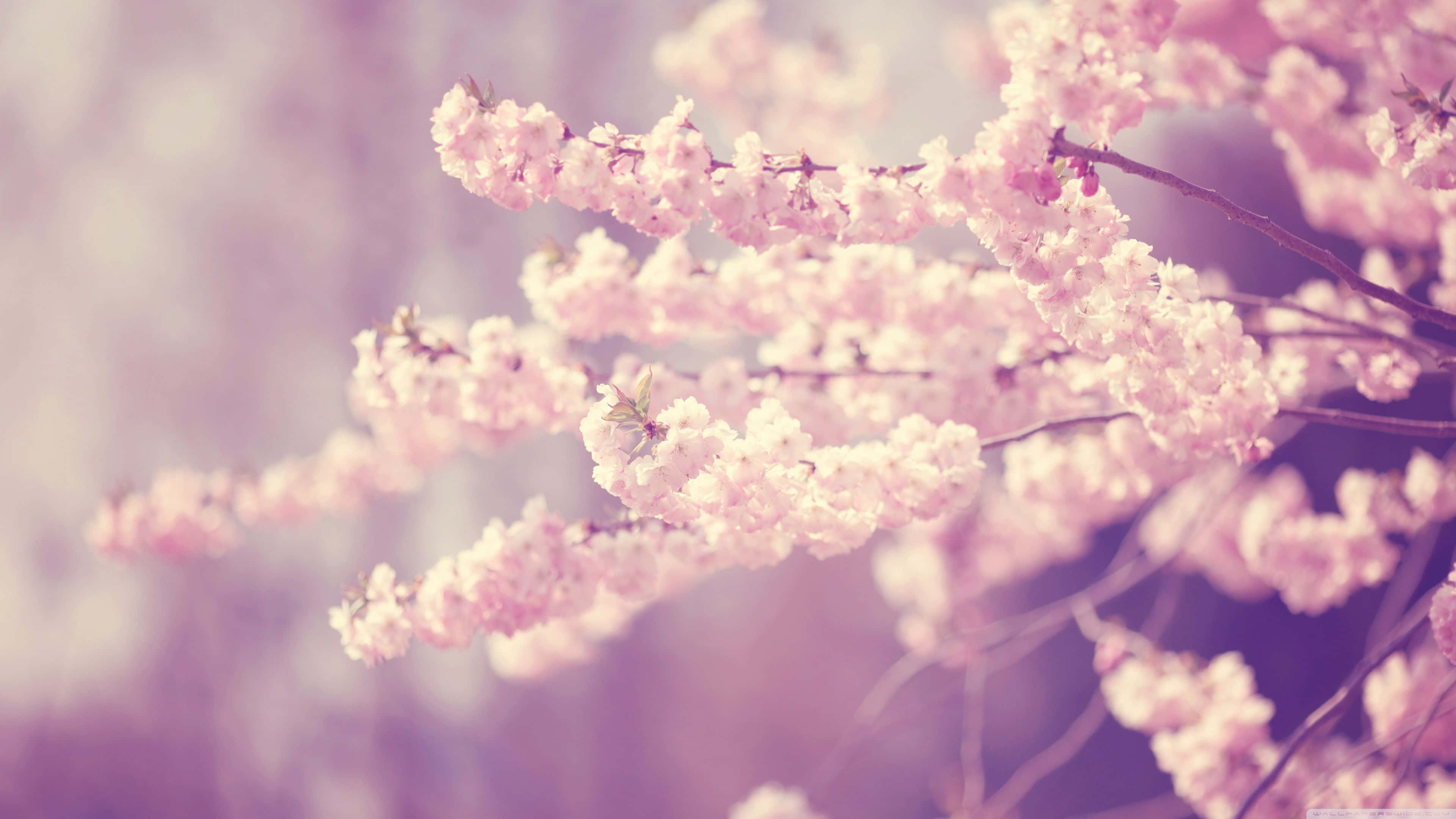 pink cherry blossom, soft pink, slender branches, 4K Desktop Wallpaper