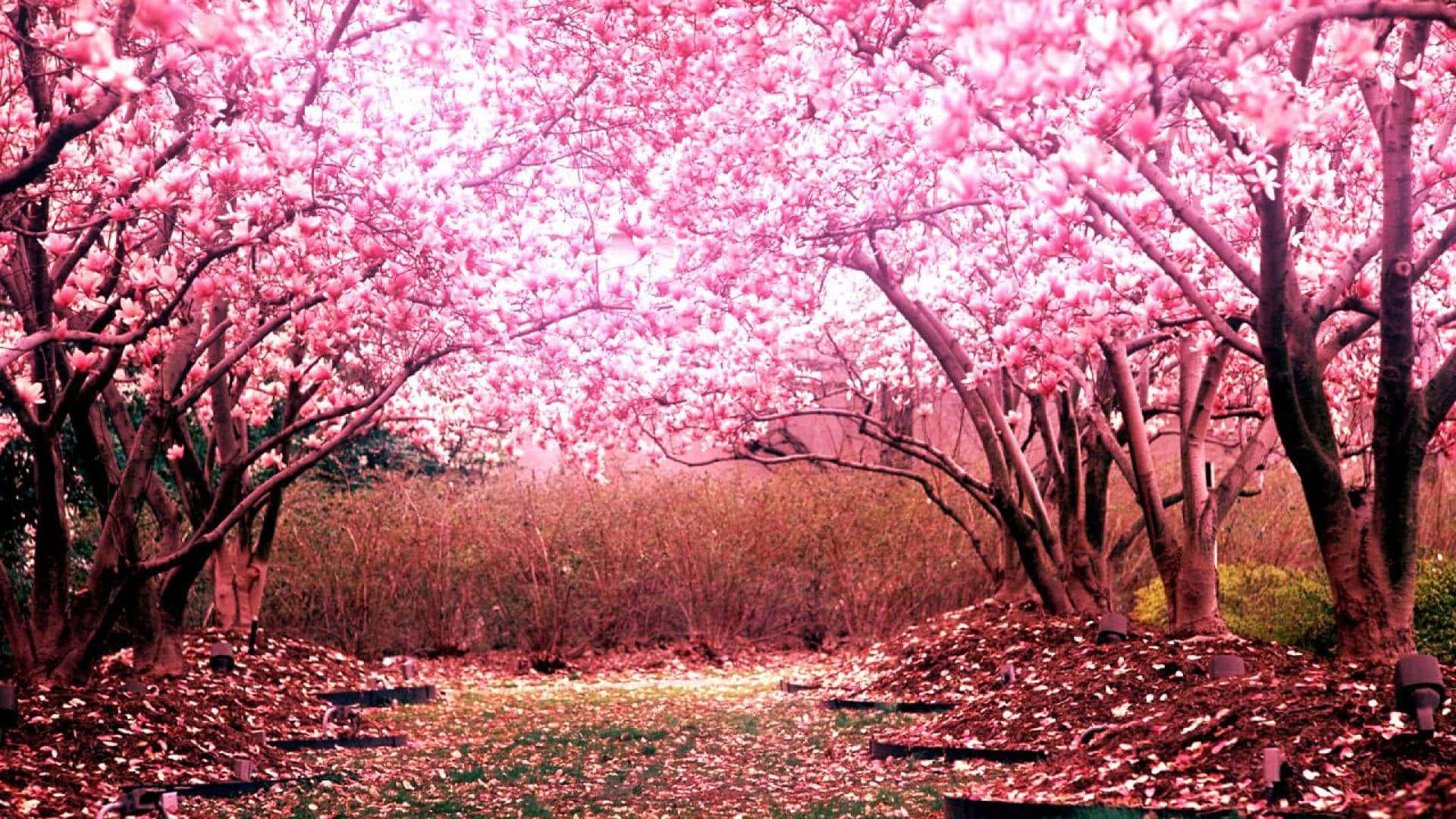 pink cherry blossoms, tunnel of vibrant pink magnolia blossoms, path blanketed with fallen petals, Full HD Desktop Wallpaper