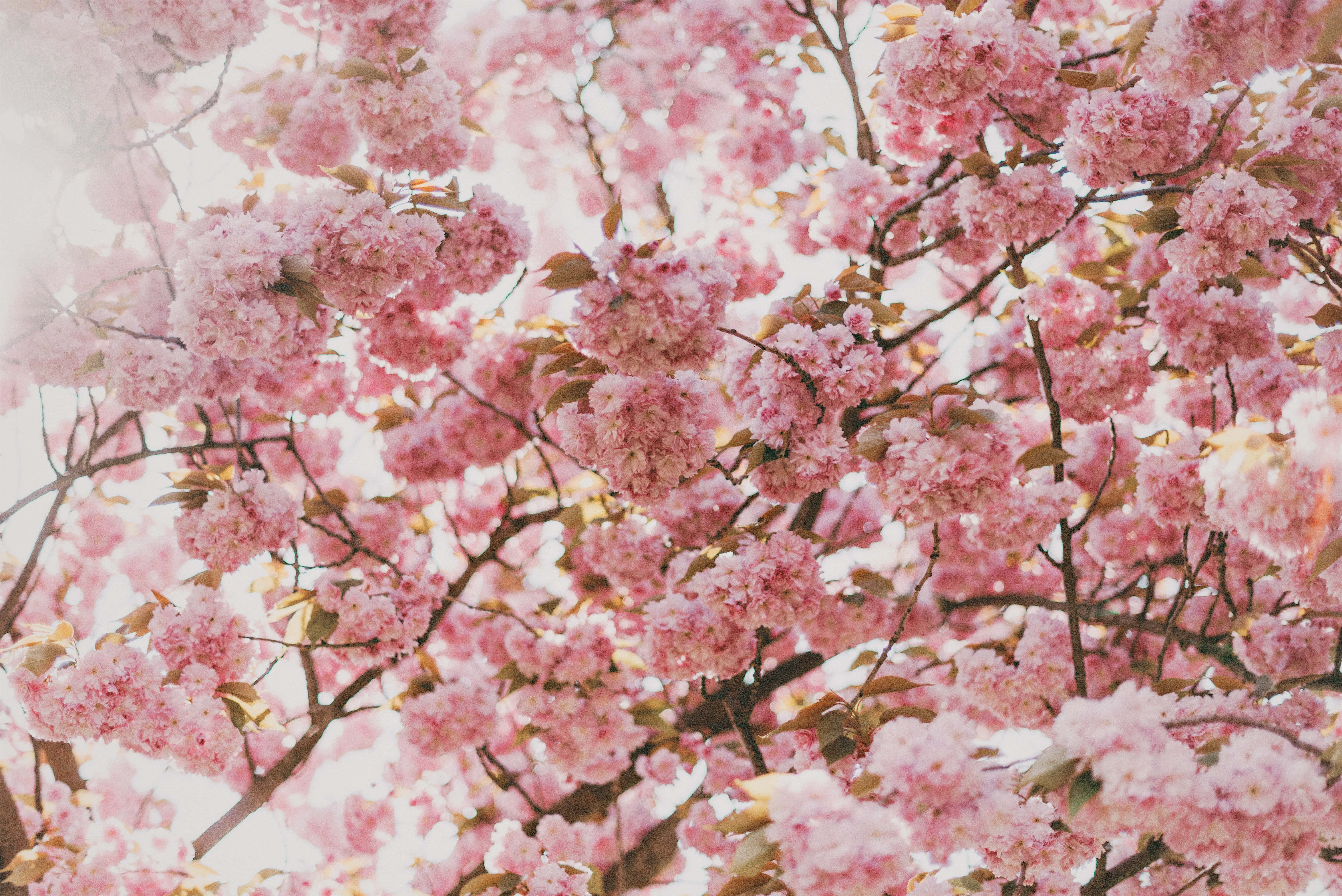 pink cherry blossom, soft pink cherry blossoms, dense bloom, 5K Desktop Wallpaper