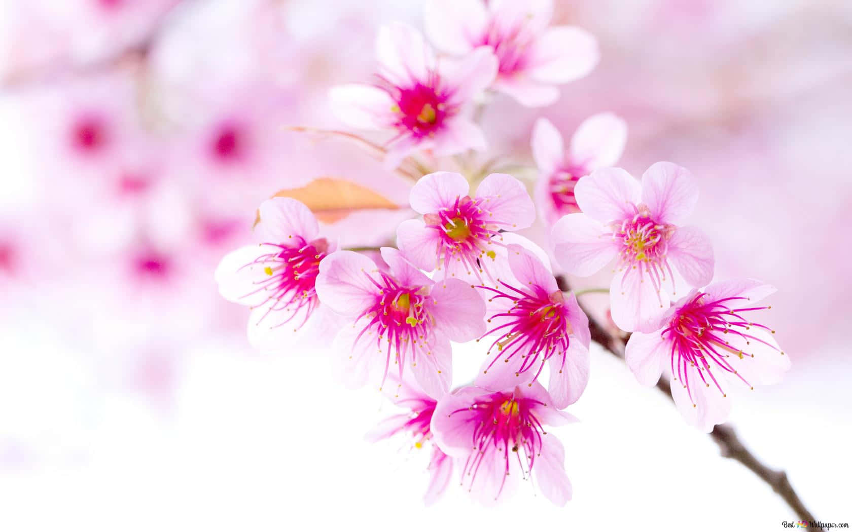 Pink Cherry Blossom, pink cherry blossoms, blue skies, HD Desktop Wallpaper